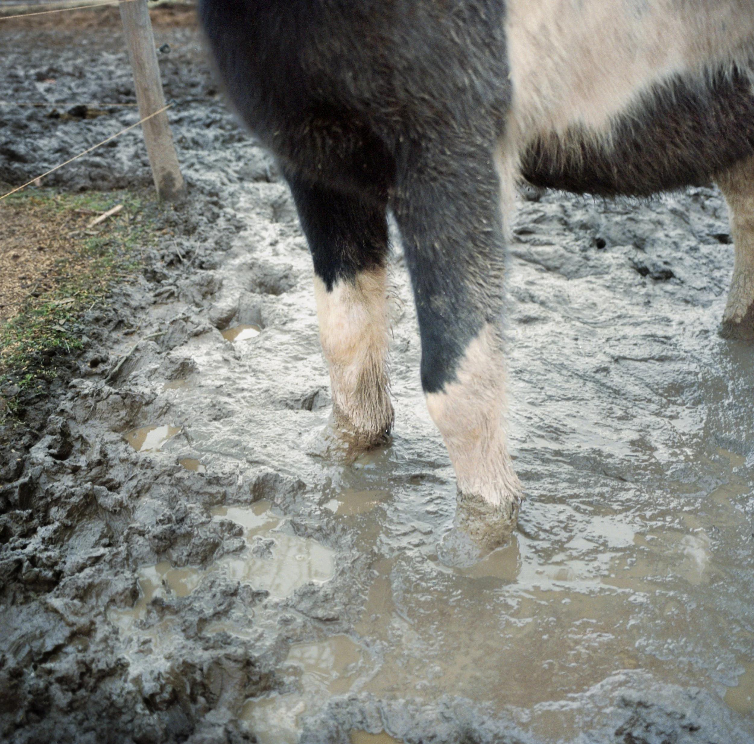Horse standing in muddy farmyard