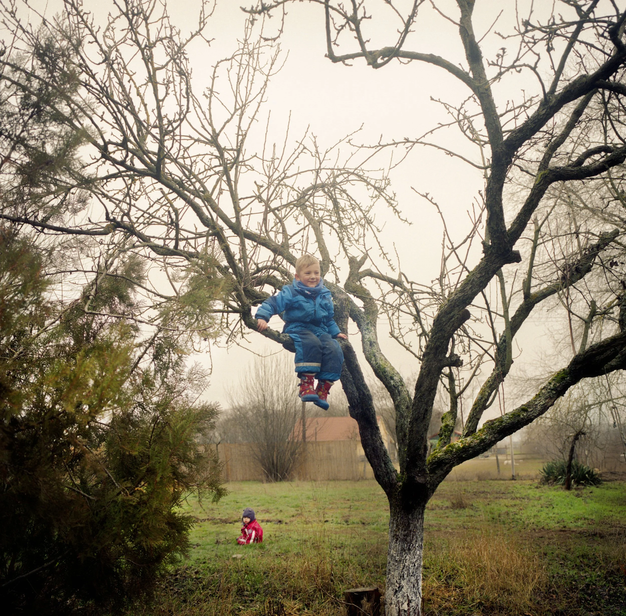 Child climbing tree 