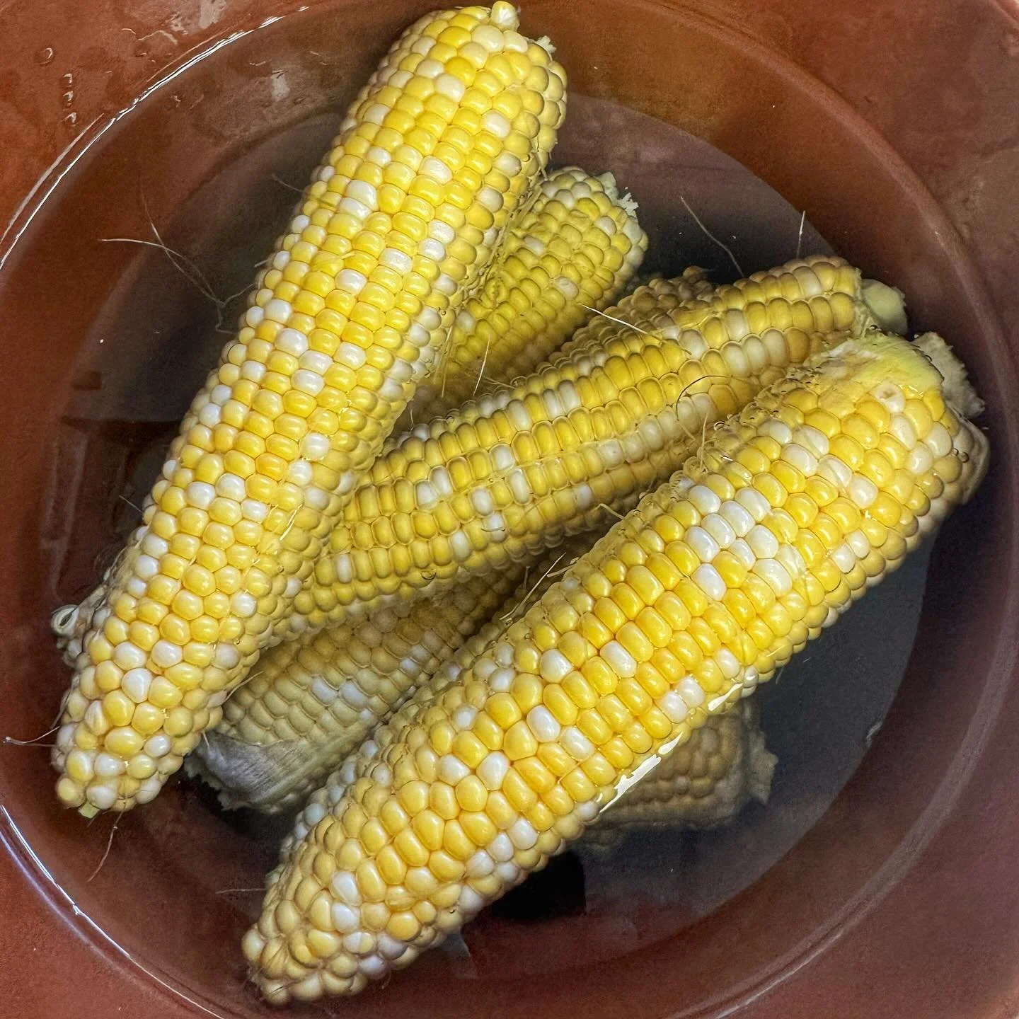 Local Lockbriar Farm corn lacto-fermenting in a crock in preparation for this week&rsquo;s pizza special at the Modern Stone Age Kitchen. We are relying on wild bacteria to transform the corn into a safer, more nourishing and delicious form over the 
