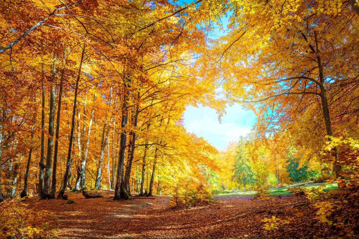 OCTOBER SPECIAL EVENT! Open House/Huntington Fall Festival