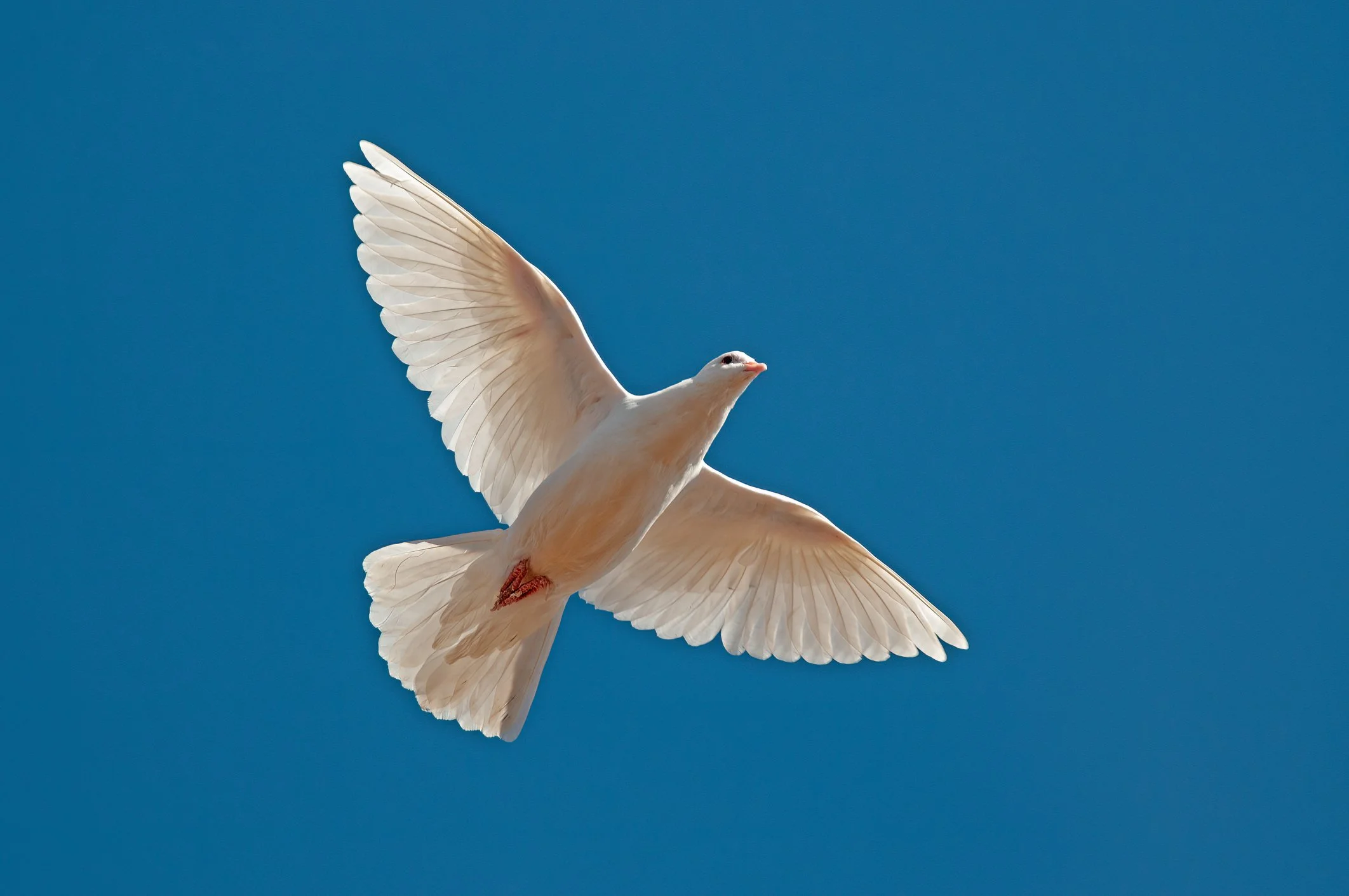 25th Anniversary: Free Guided Meditations &amp; Open House All Weekend