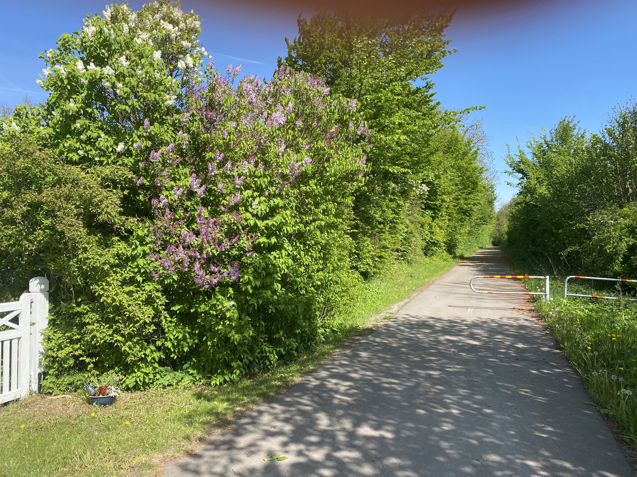 En smal stig omgiven av gröna träd och buskar, med en vit liten grind på vänster sida och en spärr över vägen, en klar blå himmel och solens skuggor på marken.