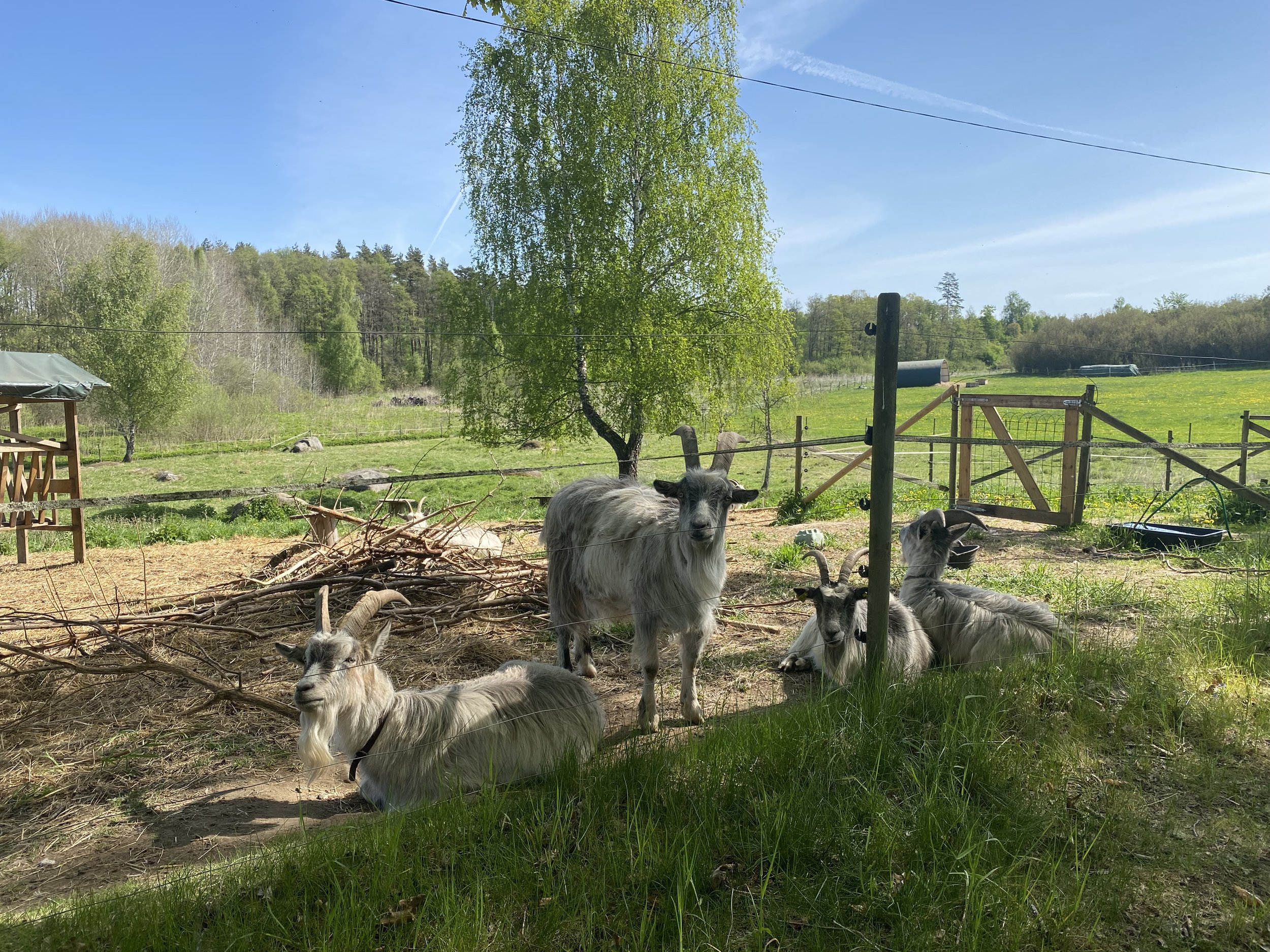 Grupp getter som vilar på ett fält med grönt gräs, träd i bakgrunden och en blå himmel.