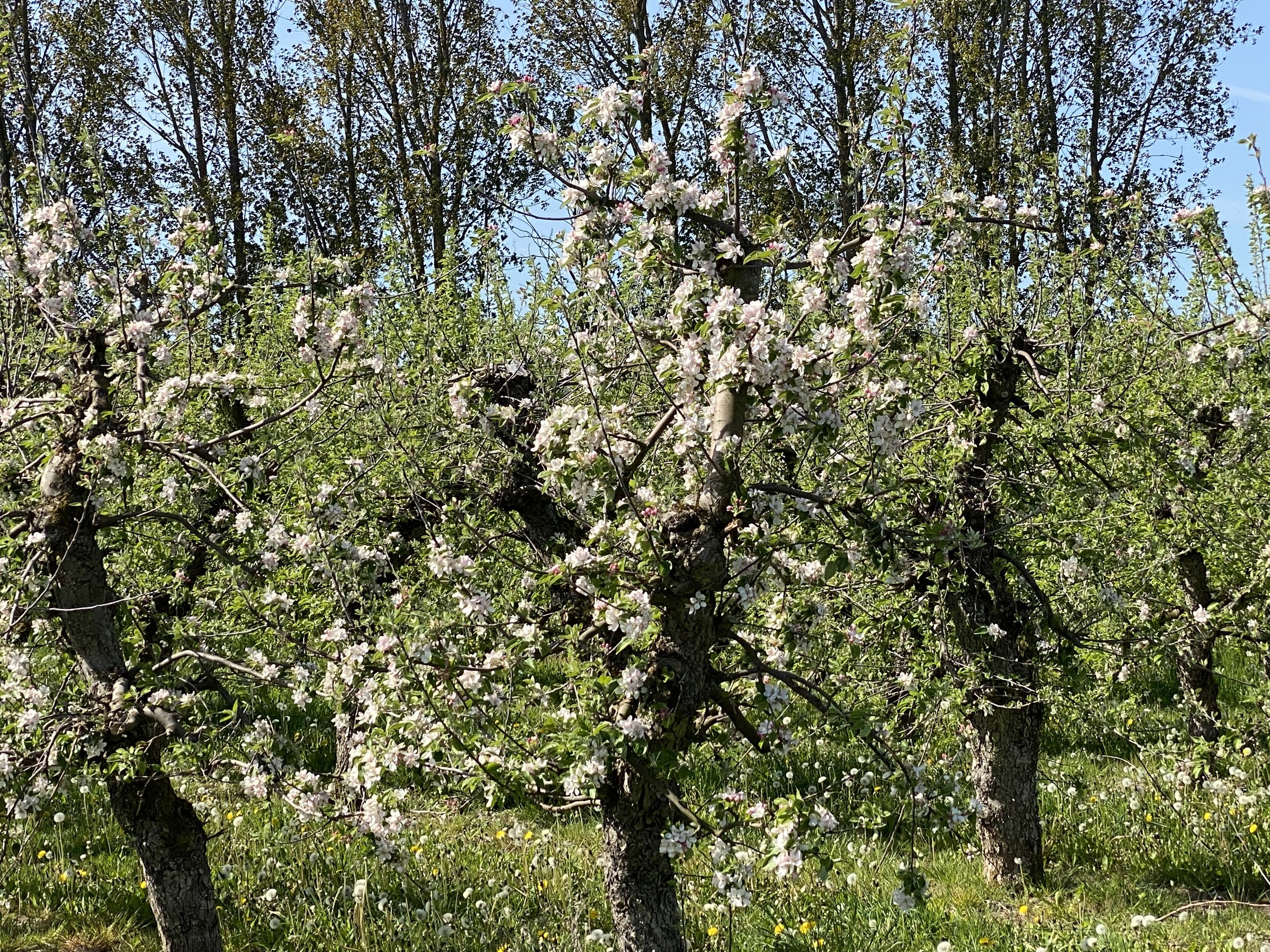 Äppelträd i blomning på våren med gröna blad och blå himmel