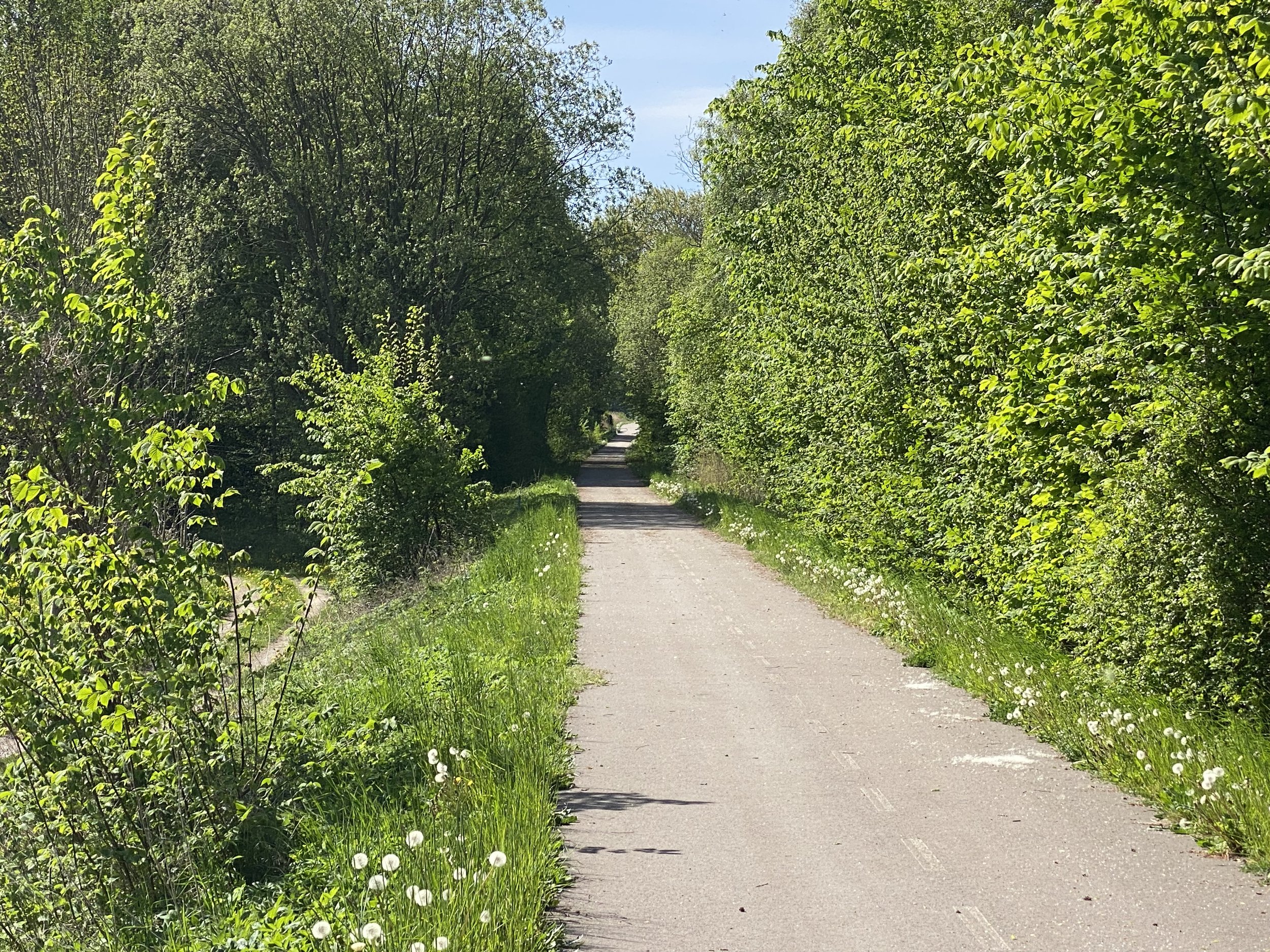 En lugn och solig skogsväg omgiven av gröna träd och buskar