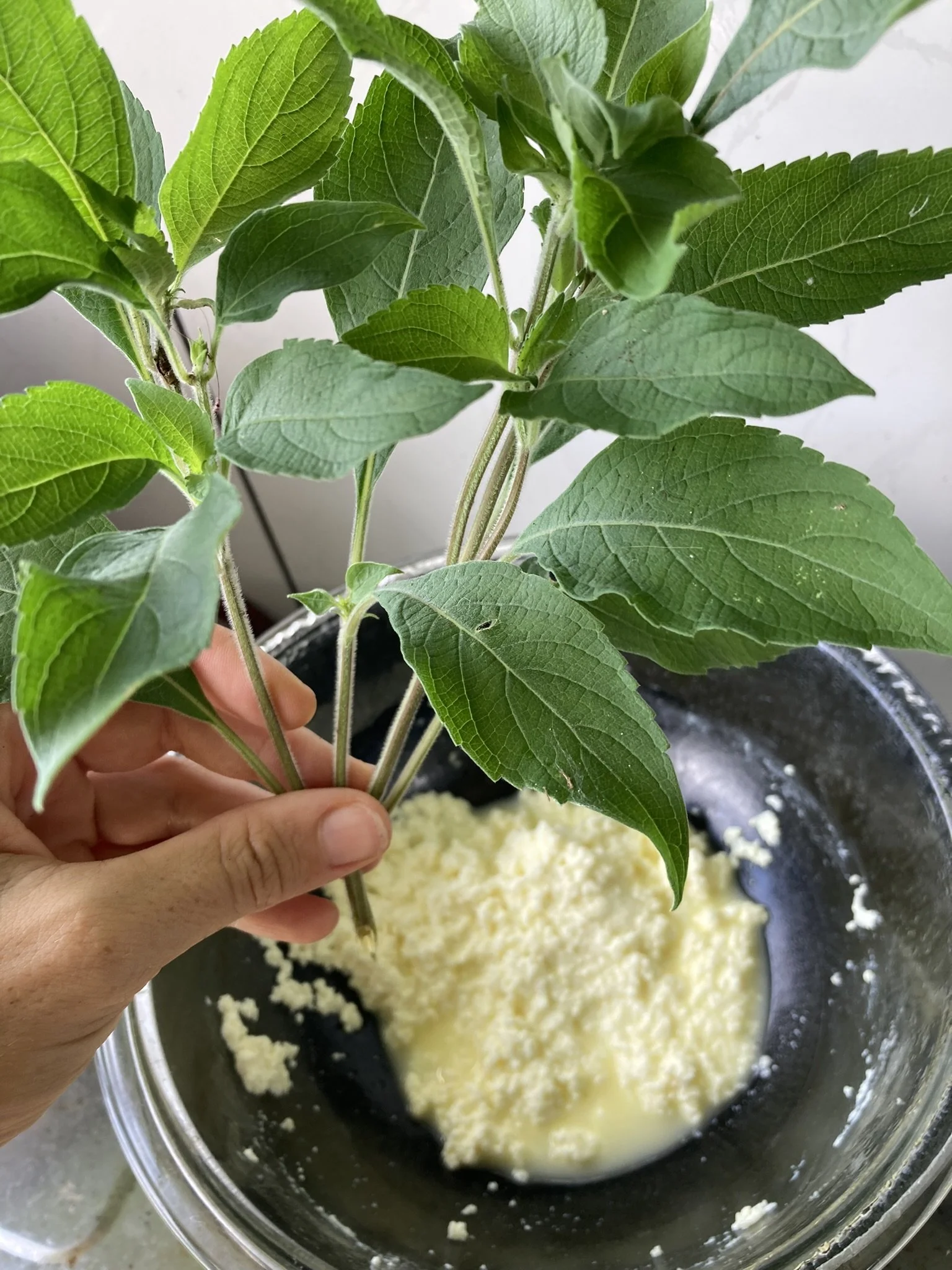 Queso Fresco with Holy Basil