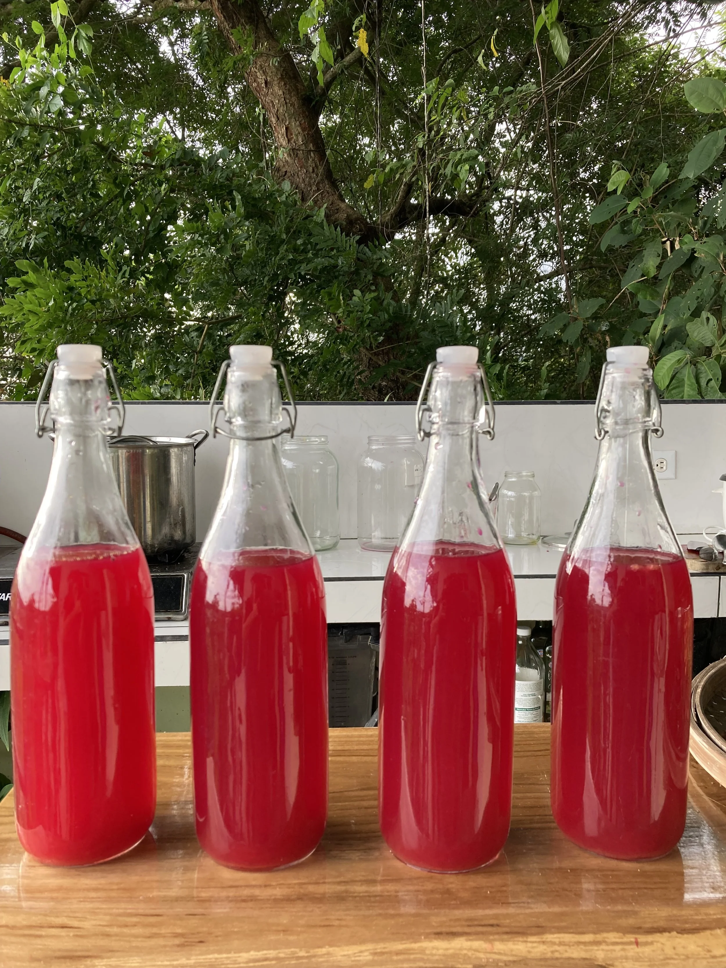 Dragon Fruit &amp; Angelica Root Elixirs