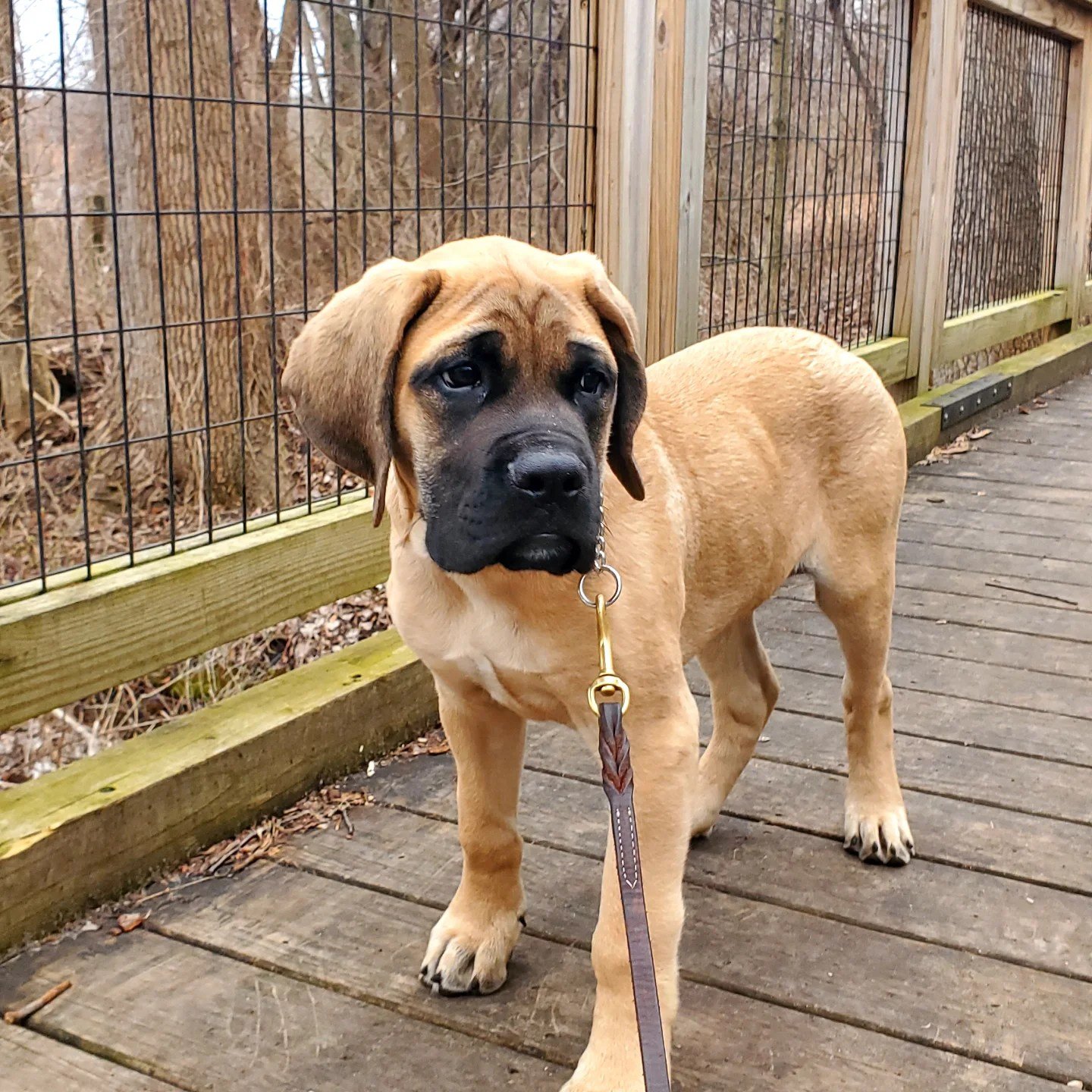 Whiskey Creek Atlas Puppy.jpg