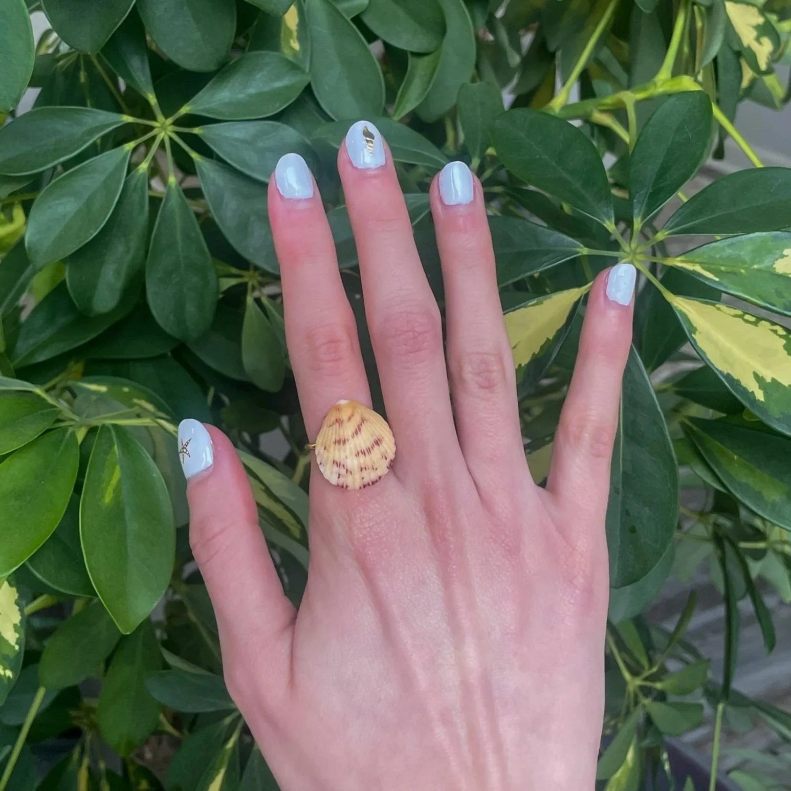 White & Pink Calico Shell Ring