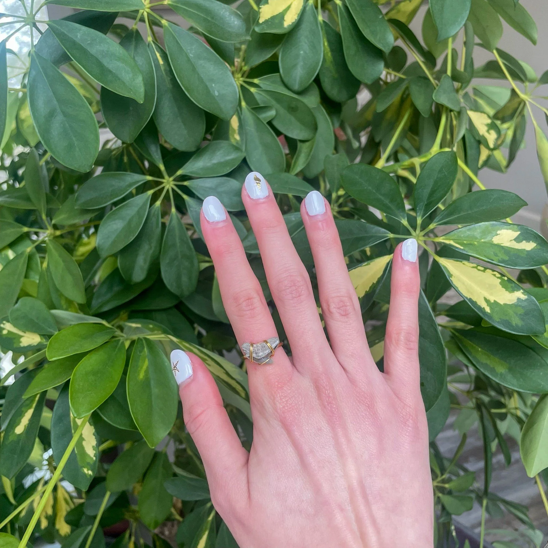 Shark Tooth Gold Ring