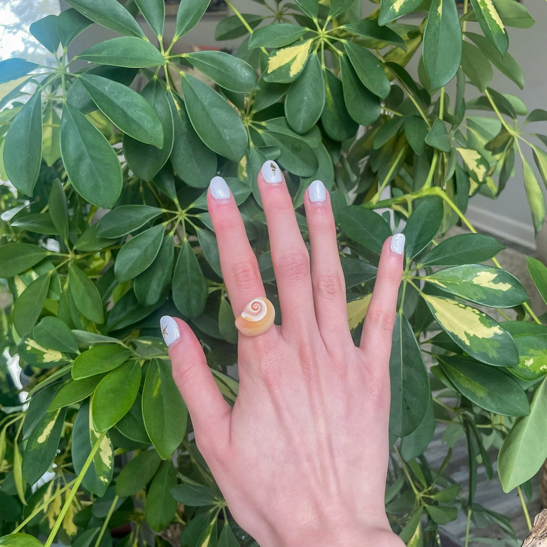 Orange Shark's Eye Shell Gold Ring