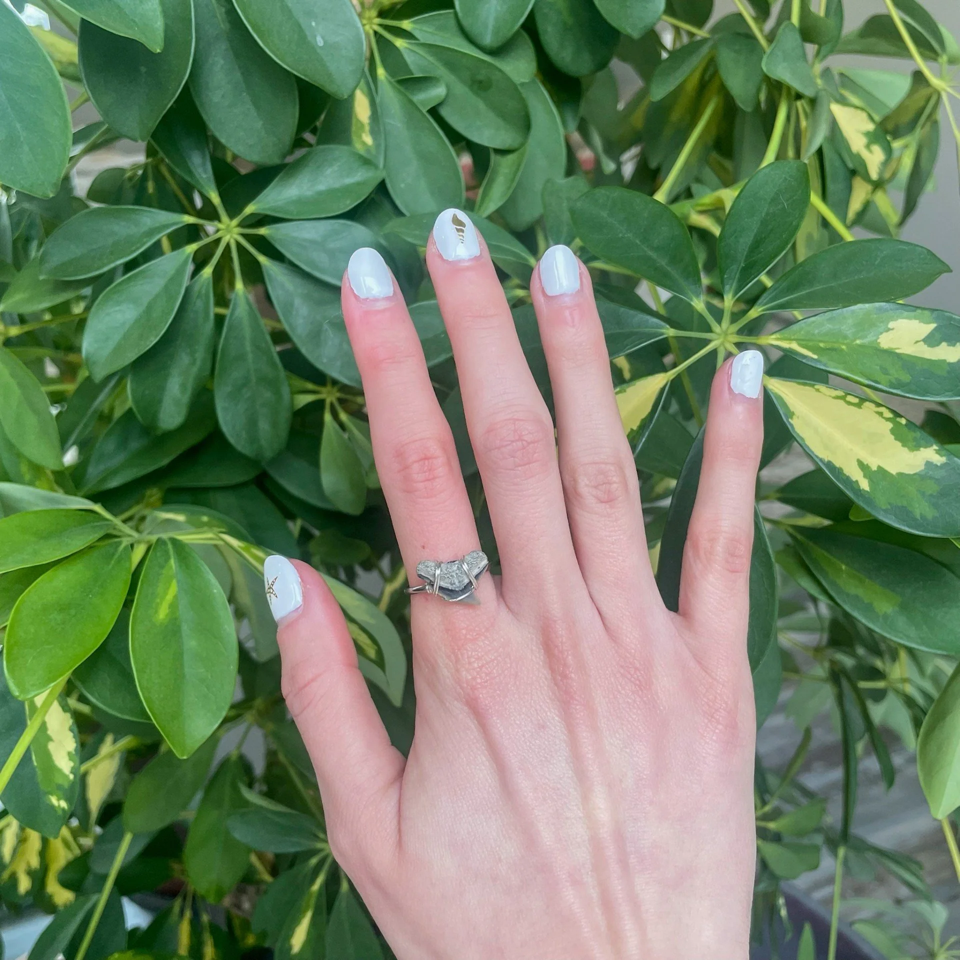 Shark Tooth Silver Ring