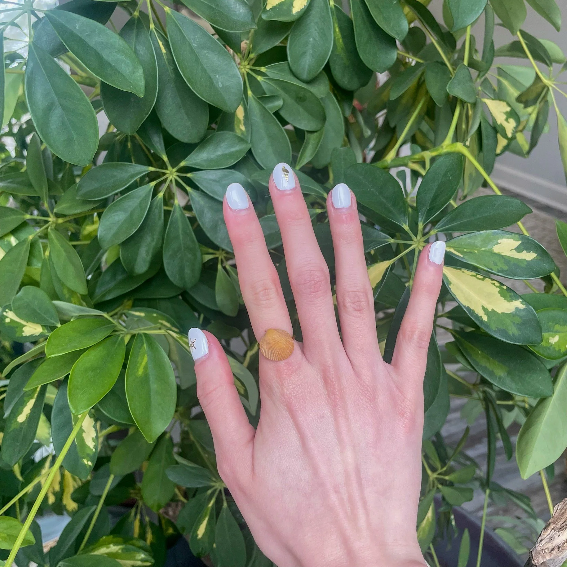 Orange Cockle Shell Gold Ring