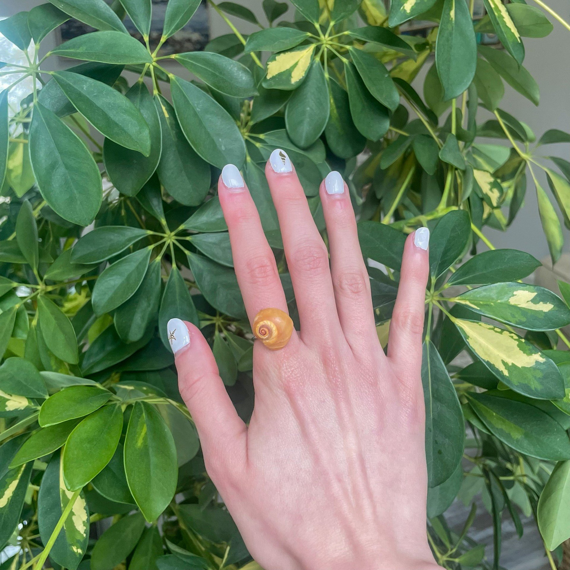 Orange Shark's Eye Shell Silver Ring