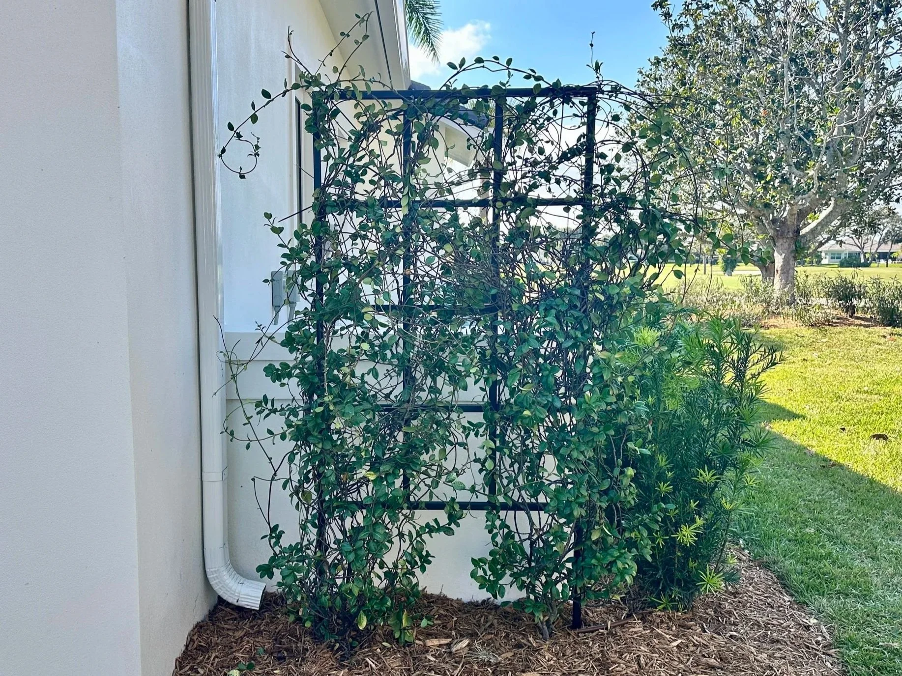 Wider+Ground+Trellis.jpg