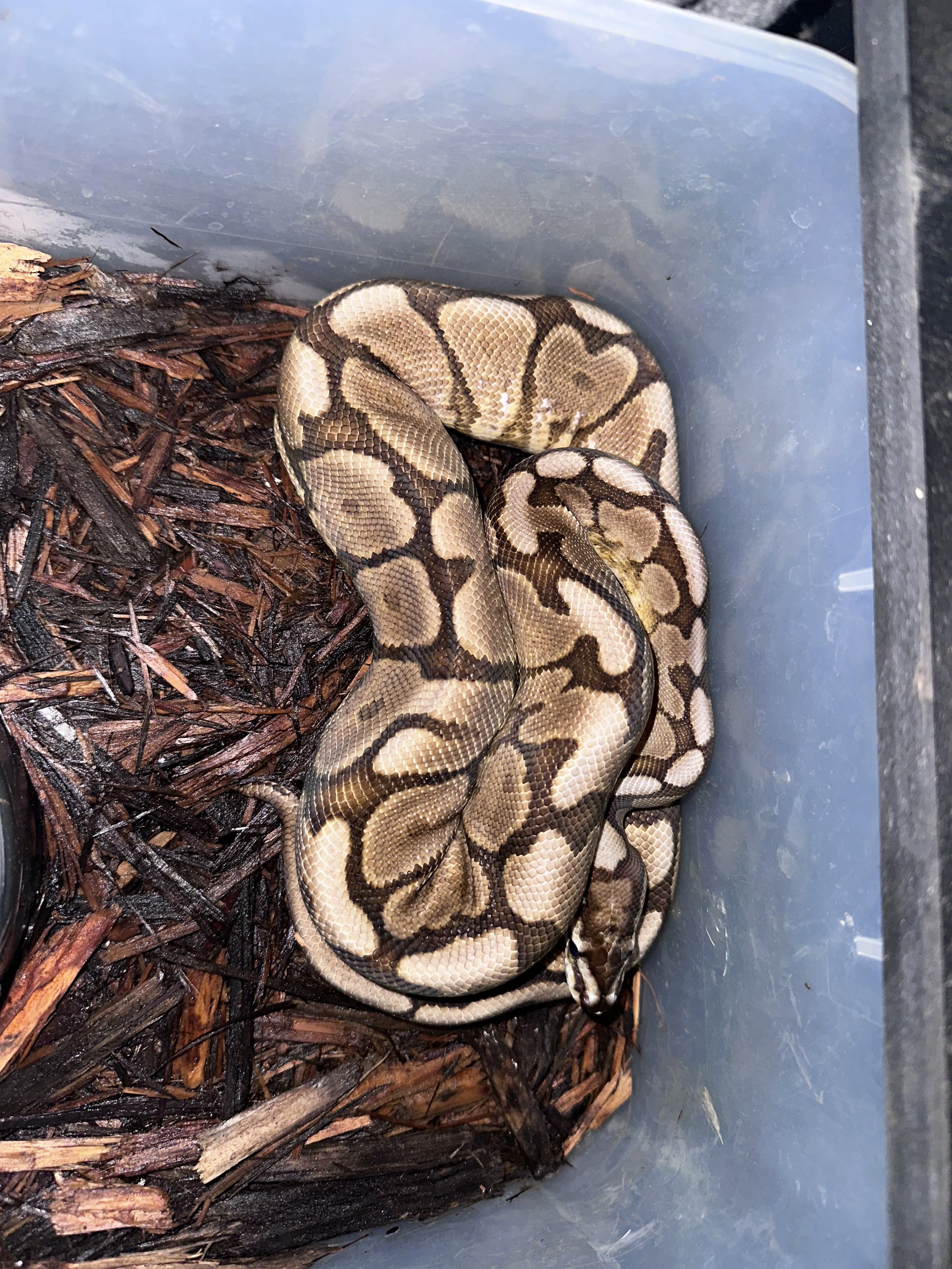 Female Spider Yellow Belly