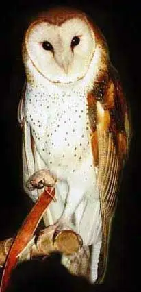 WES ON PERCH.png