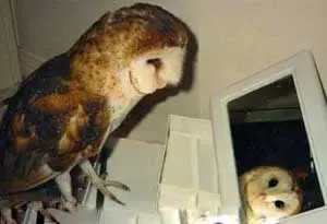 WES IN MIRROR.png