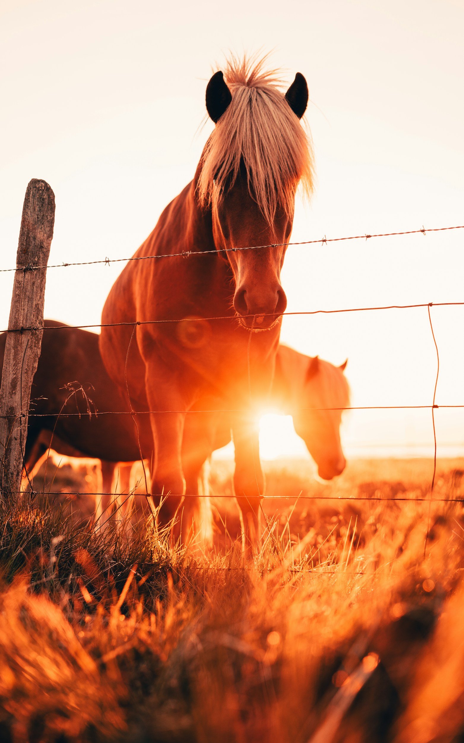Feng Shui for the Year of the Fire Horse: Aligning Your Home for 2026
