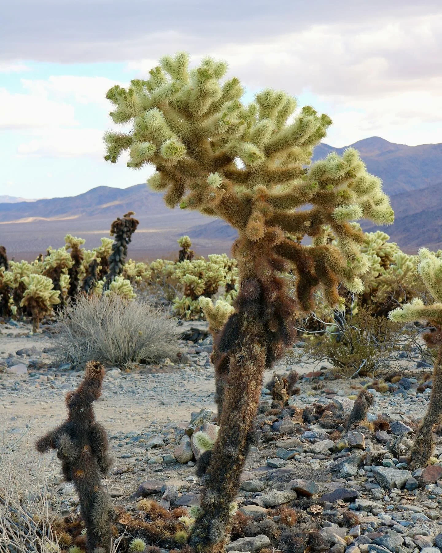 Situated in a transitional zone (between the Mojave and Colorado Desert), the Cholla Cactus Garden looks unlike any other stretch of Joshua Tree National Park. 🌵 Fields of cholla cacti fill up an area of the Pinto Basin.

Called teddybear cholla 🐻 