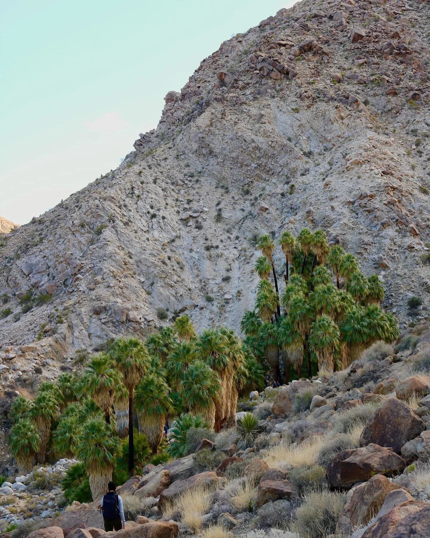 In the northeast portion of Joshua Tree National Park you&rsquo;ll find a grouping of seemingly displaced palm trees called Fortynine Palms Oasis🌴

Hike info ➡️ 3 mile out &amp; back with a total elevation gain of approximately 636 ft.