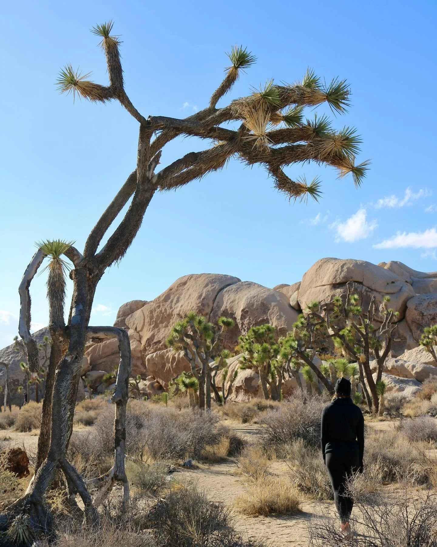 Like every living being, Joshua Trees are not exempt from the impacts of climate change. In fact, studies have found that if warming temperatures aren&rsquo;t mitigated, nearly 100% of the trees could be lost in the coming decades.

Joshua trees are 