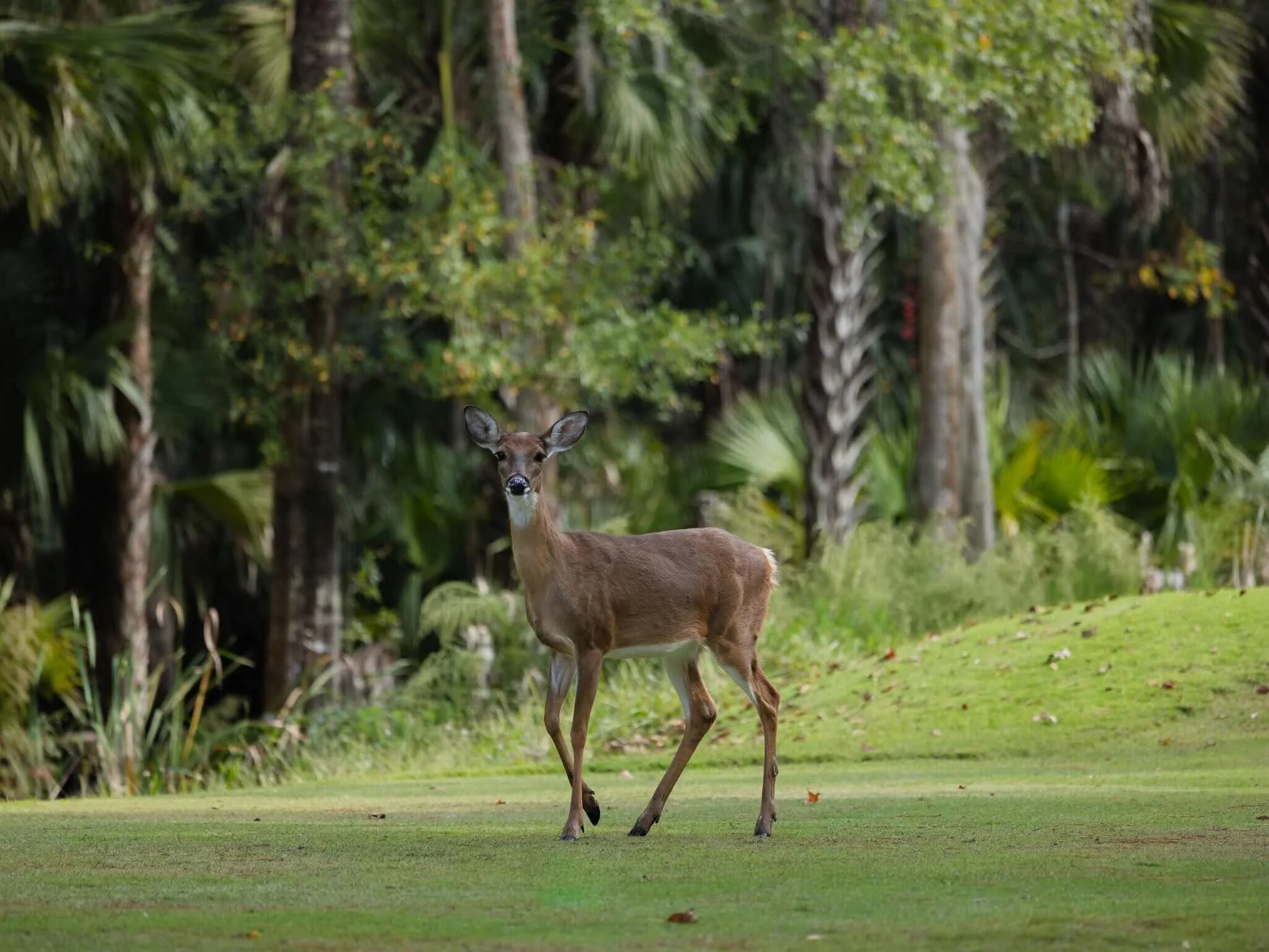 Deer.jpeg