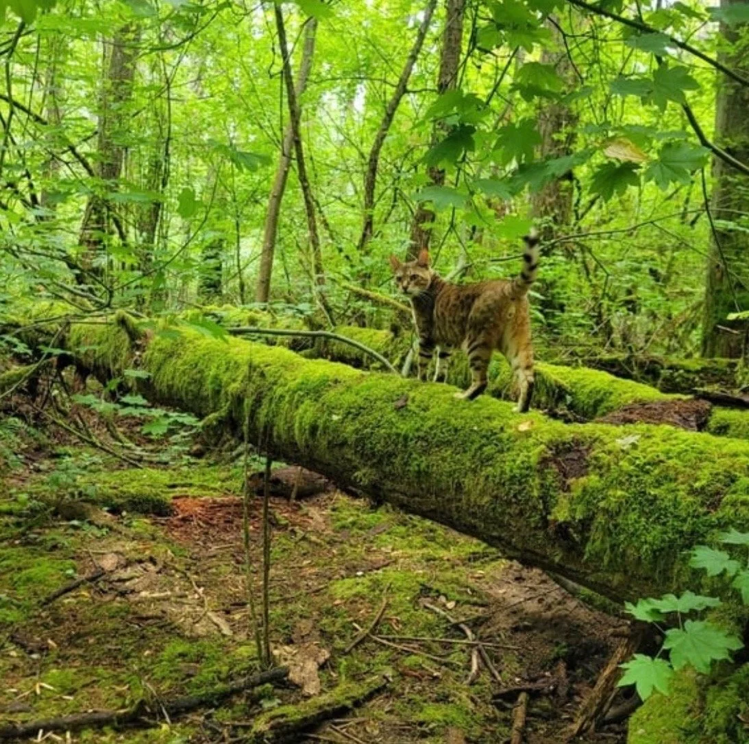 Our Adventure Bengals