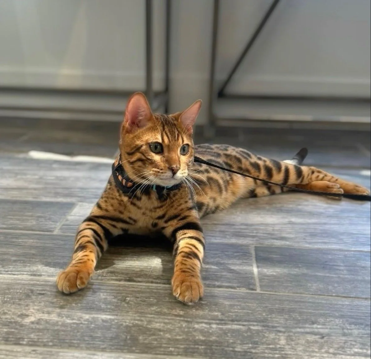 Brown Bengal Kitten, Brown Rosetted Bengal Kitten, Exotic Bengal Kitten, Bengal Kitten For Adoption