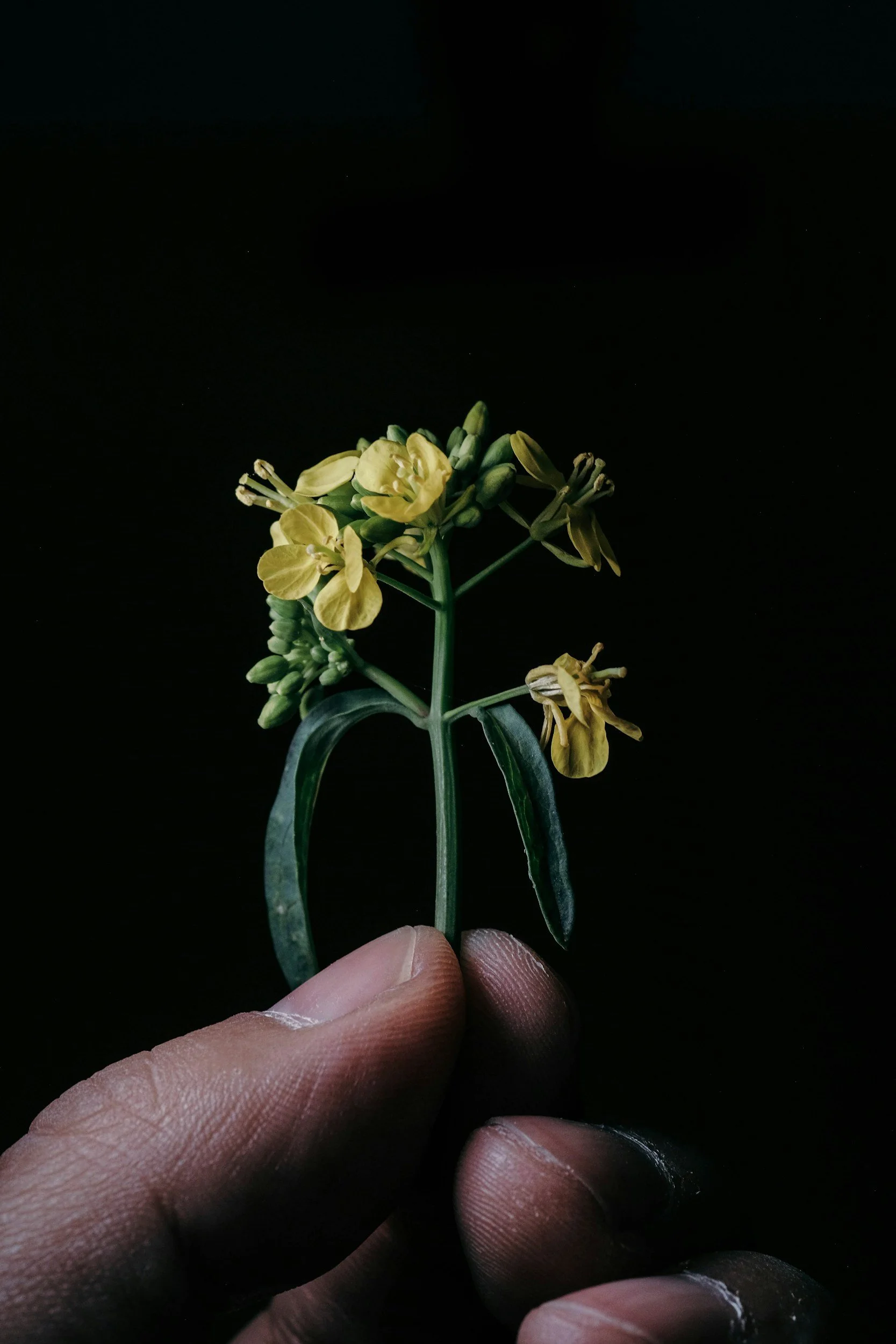 A calming close-up of a person's hand holding a sprig of yellow flowers with green leaves against a dark background in Orange County, California.