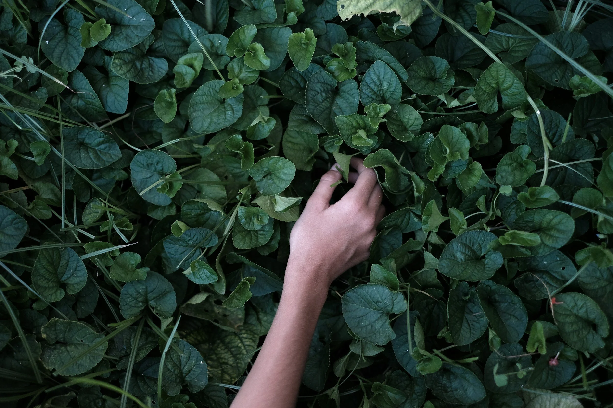 A therapeutic image of a person's hand touches green leafy plants growing densely in a garden in Newport Beach, California.