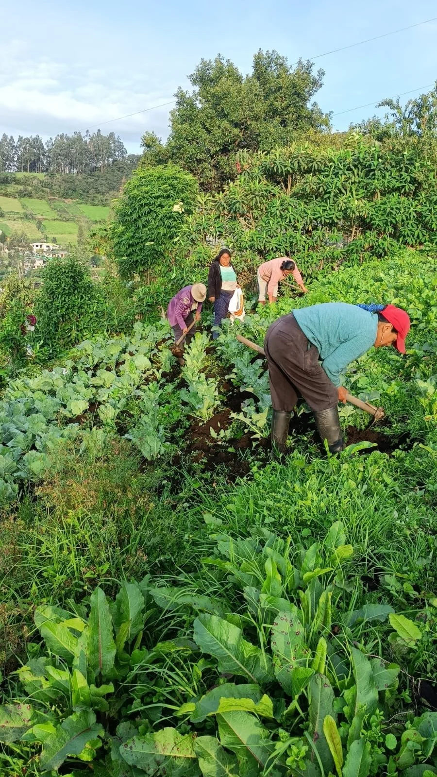 People working in a lush green vegetable garden, planting or tending to crops, surrounded by trees and hills under a partly cloudy sky.
