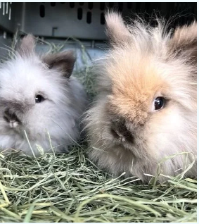 Reading with Rabbits & Friends
