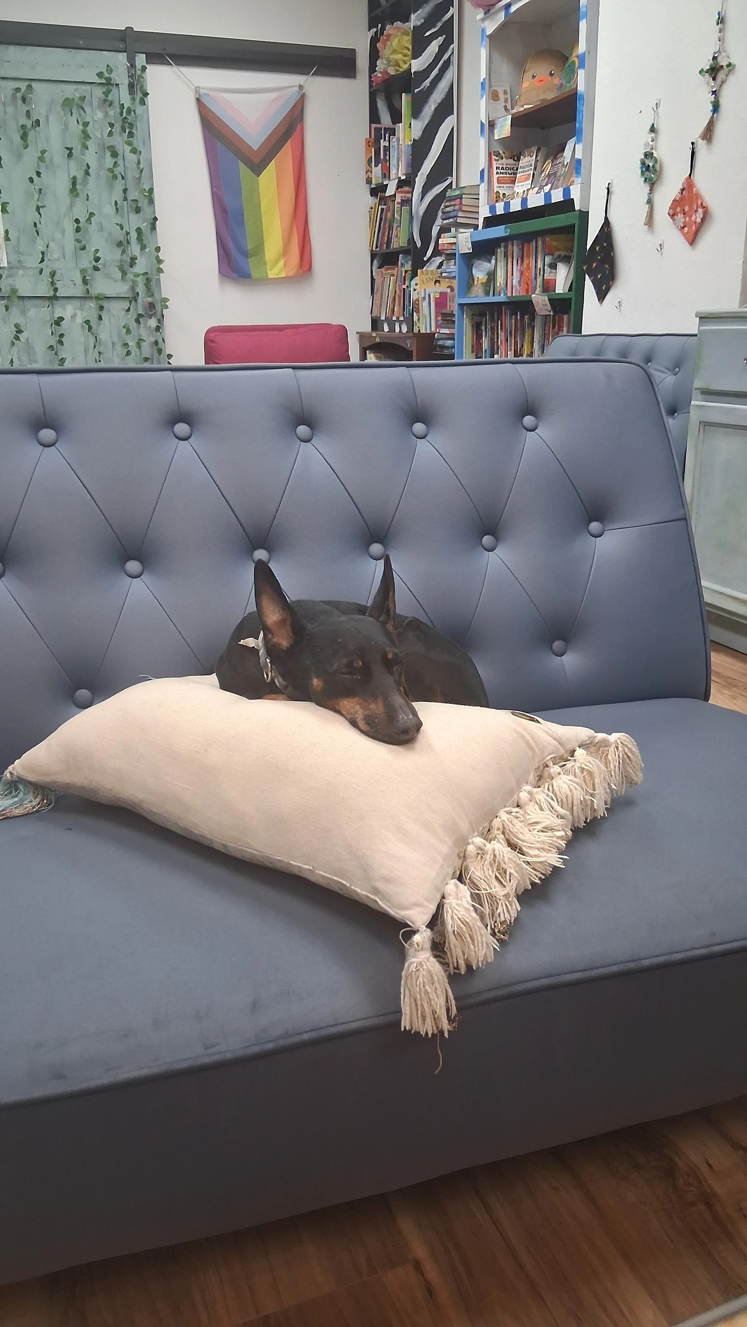 a picture of a dog resting on a pillow on one of the couches inside of the store