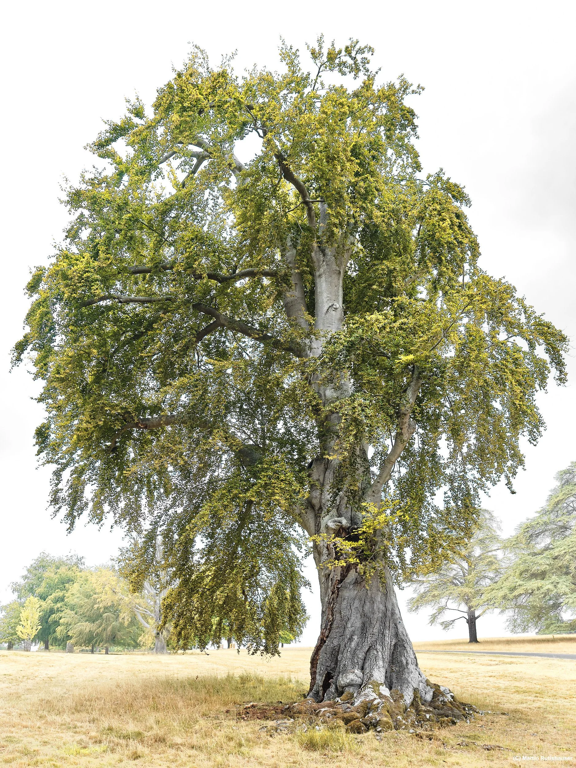 Blenheim Palace #15, England (2026)