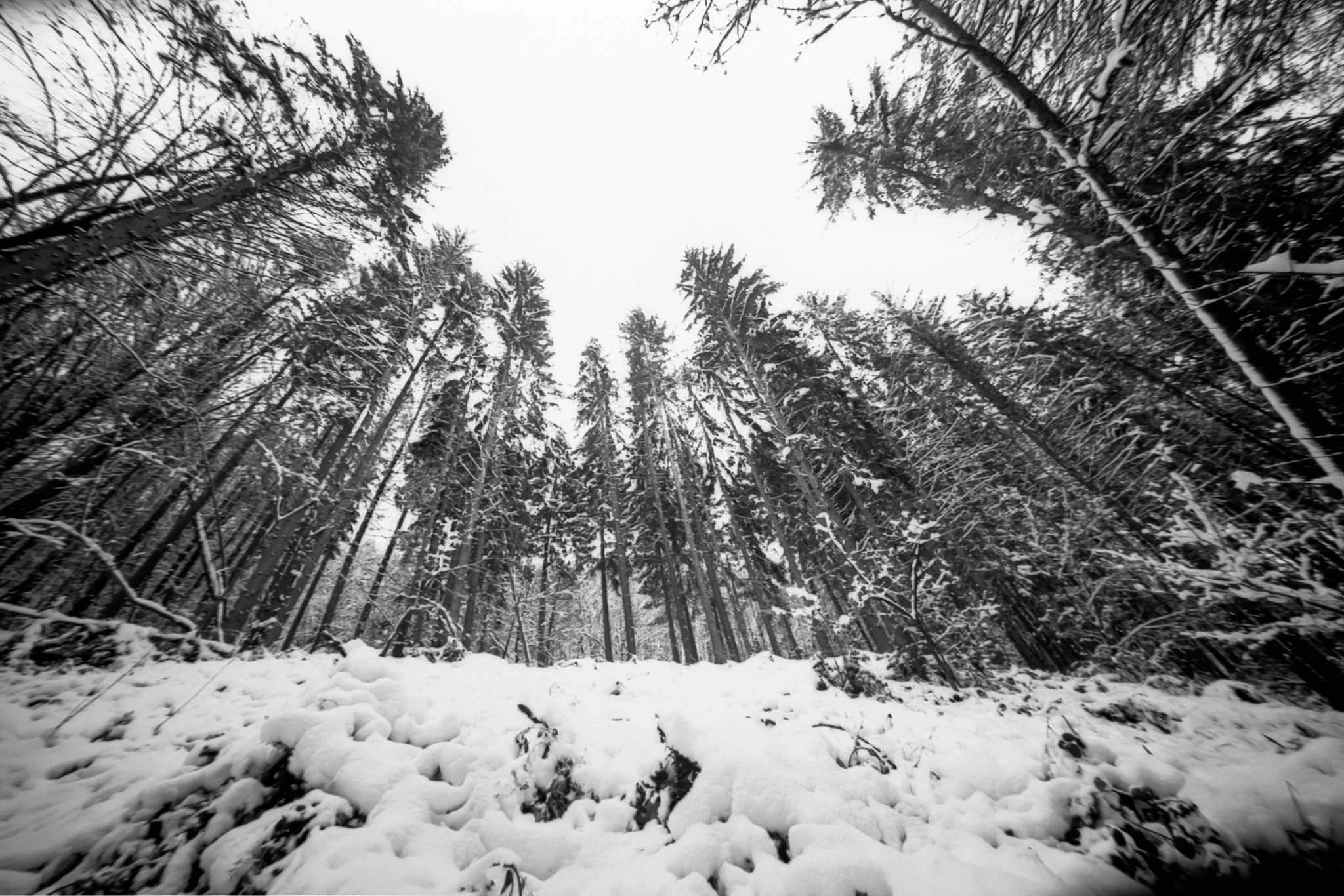 Winter Forest 6x9 Print