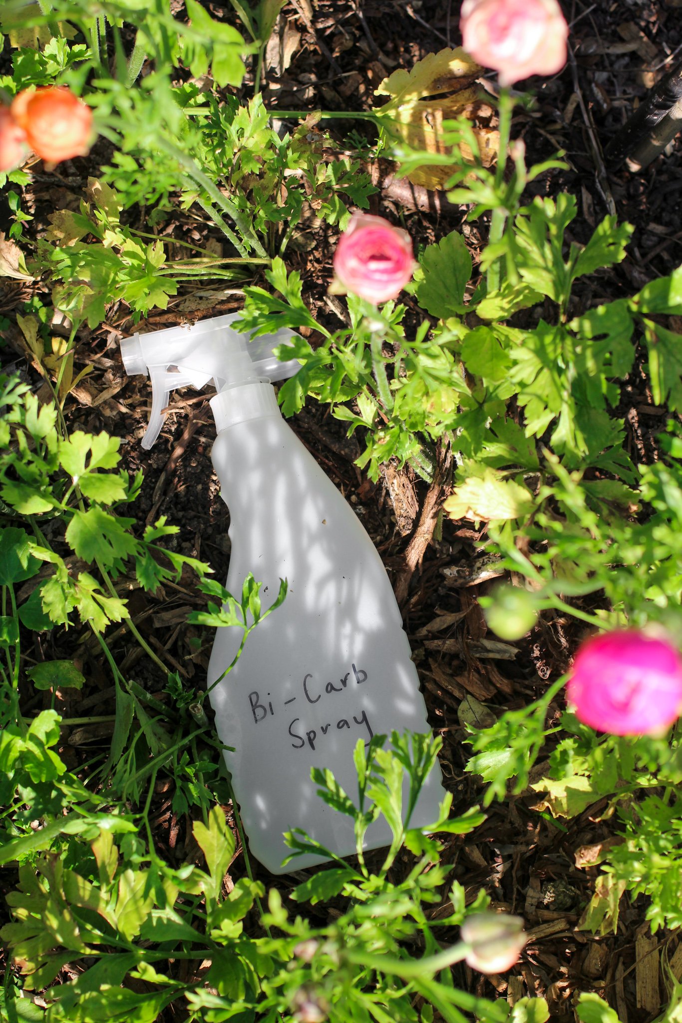Bi Carb Spray for Powdery Mildew.jpg