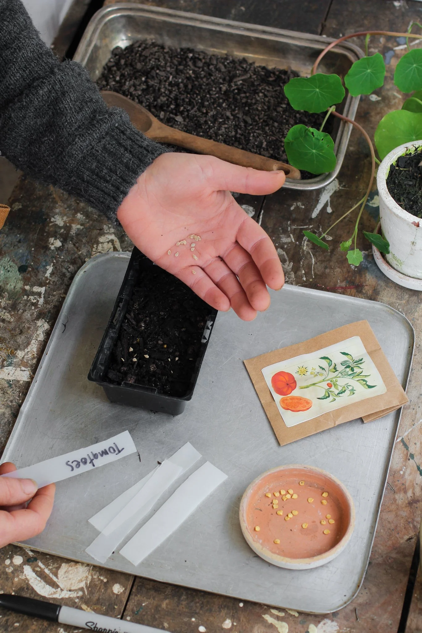 Sowing Tomato Seeds.jpg