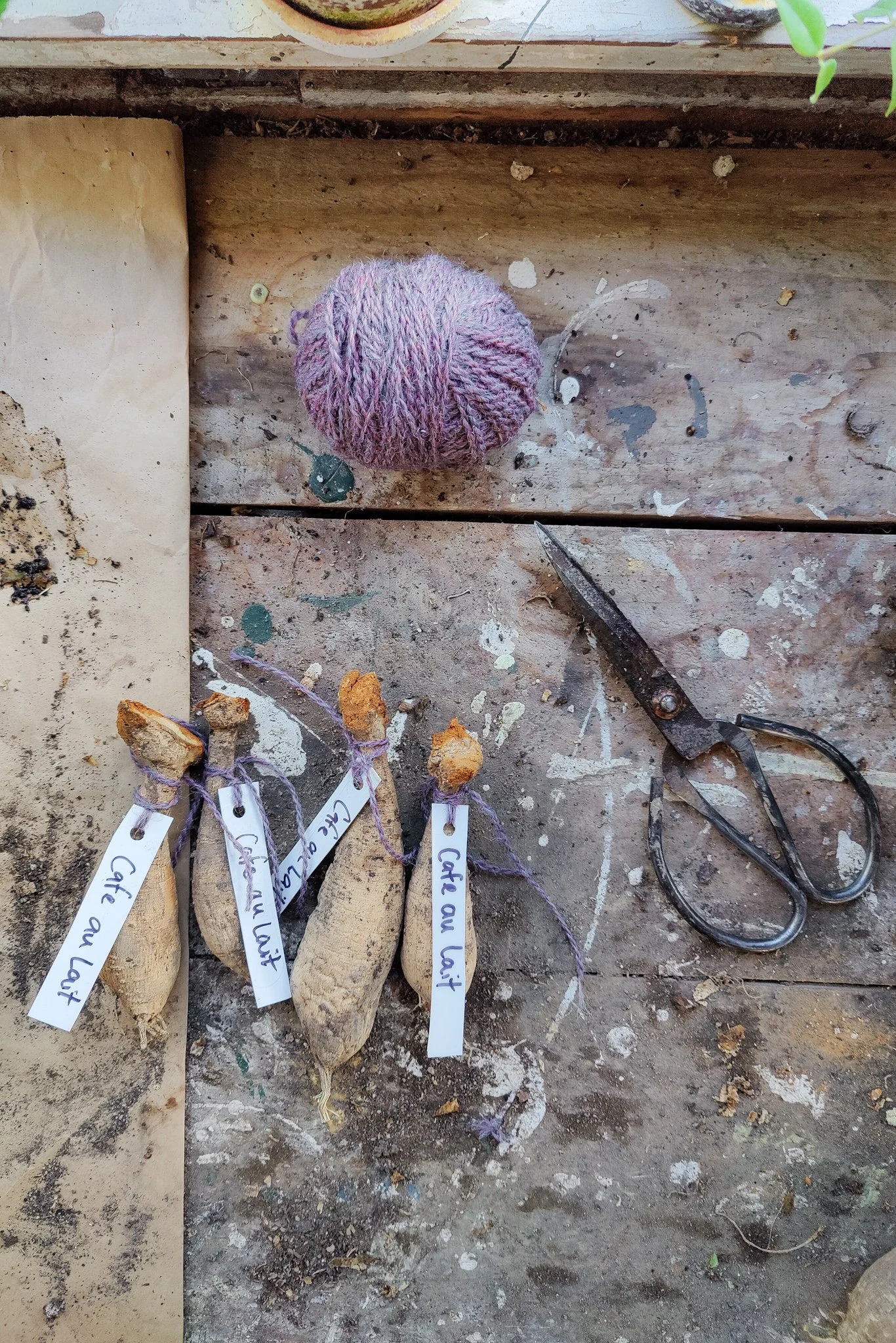 individual tubers after division in spring.jpg