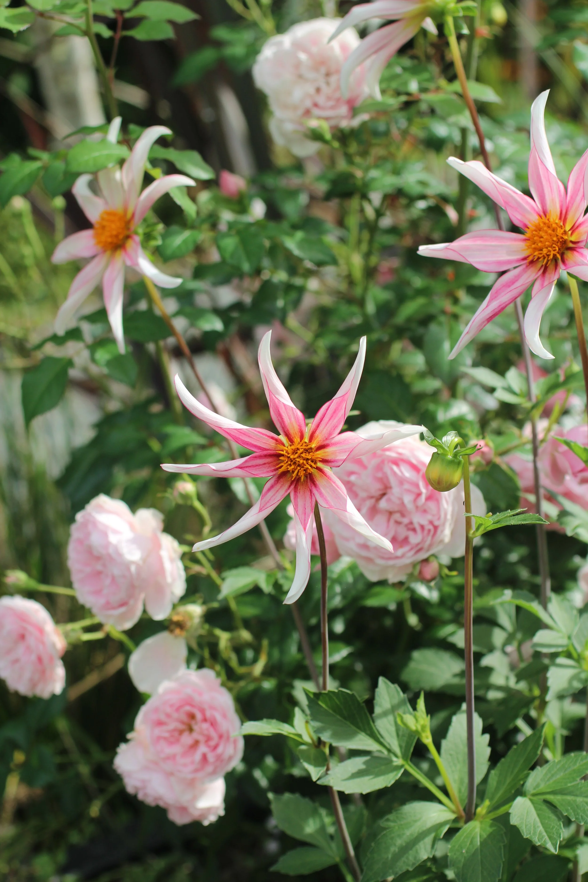 Honka Fragile Dahlia.JPG