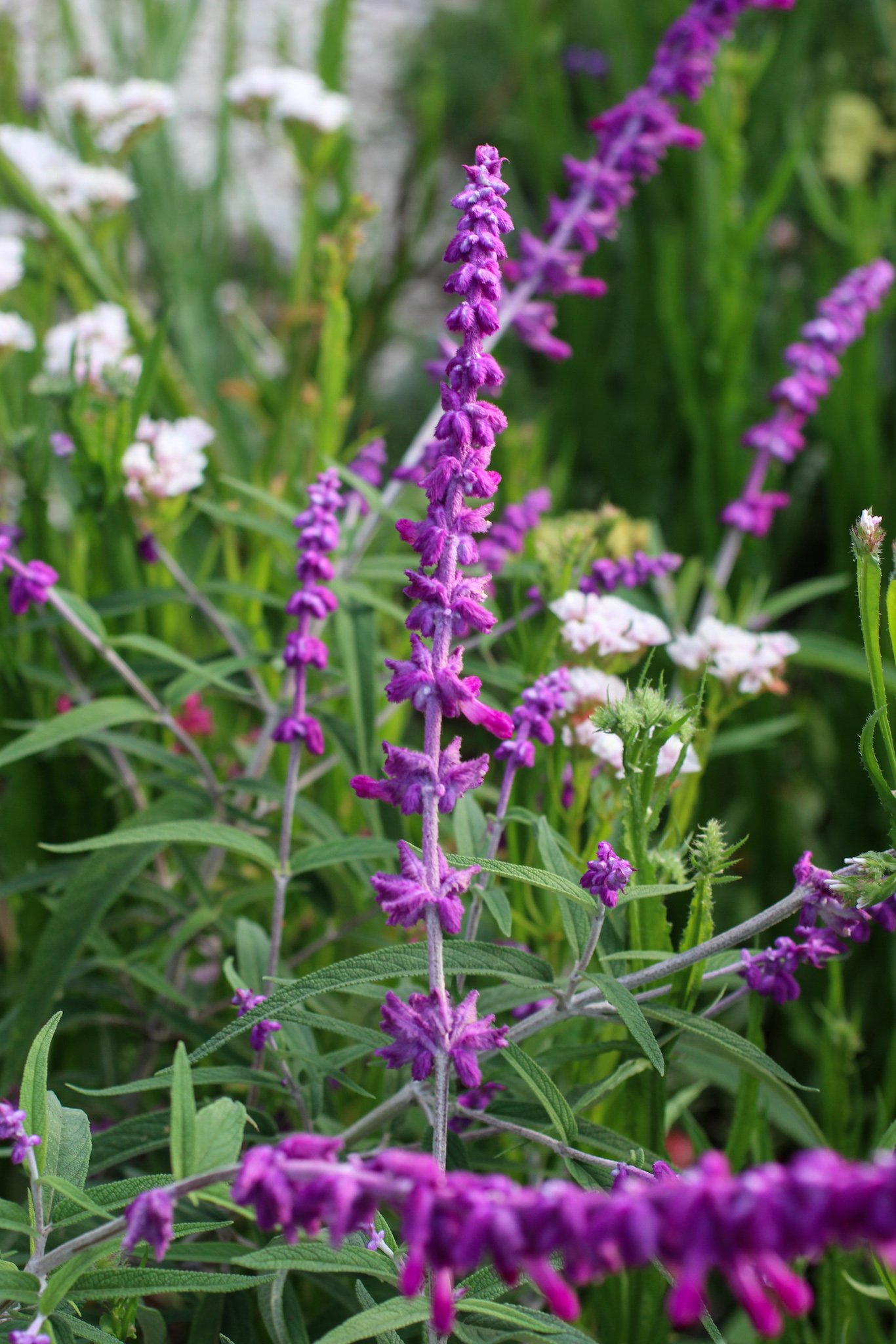 Salvia Leucantha .jpg