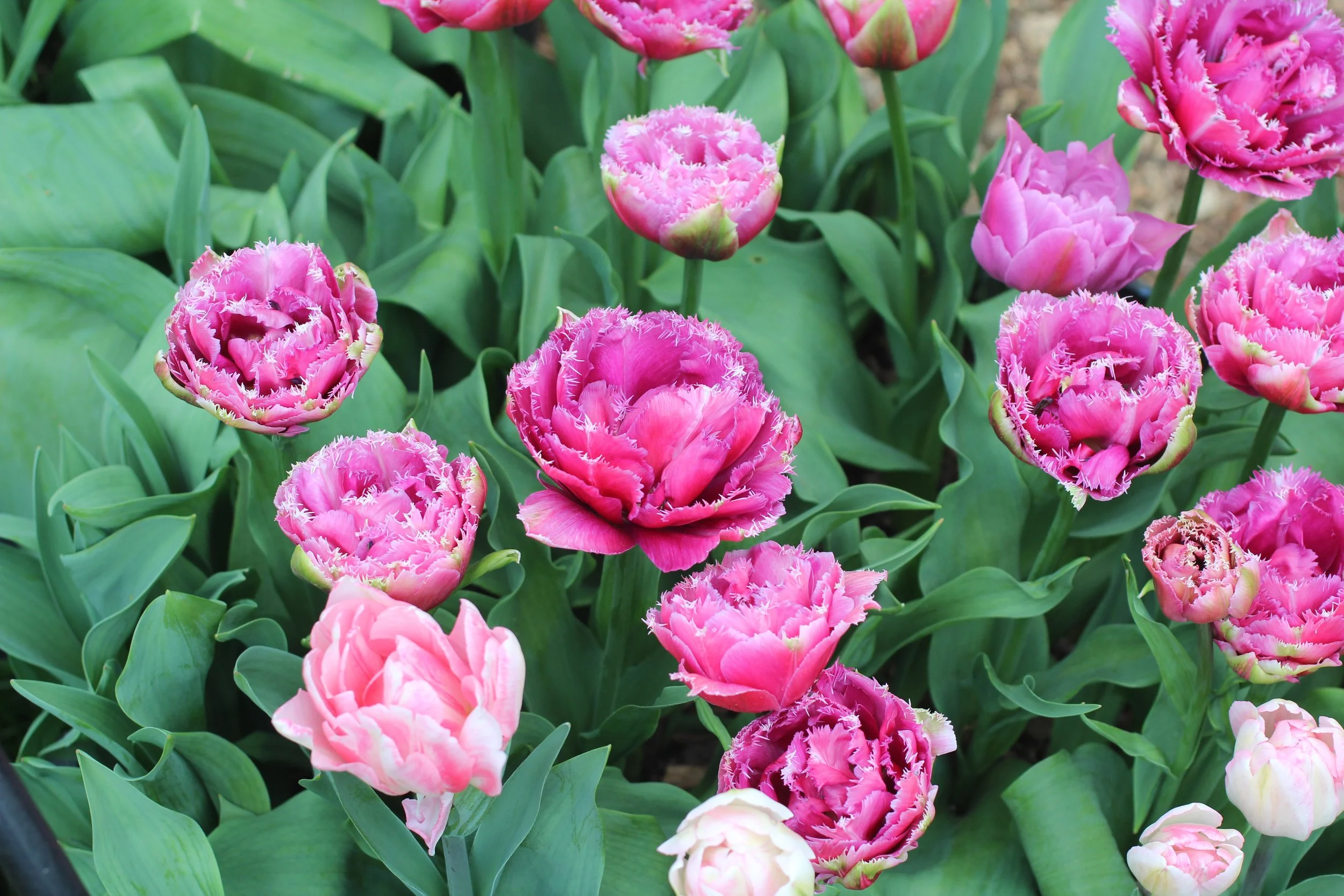 Tulip pot display with Mascotte and Foxtrot.JPG