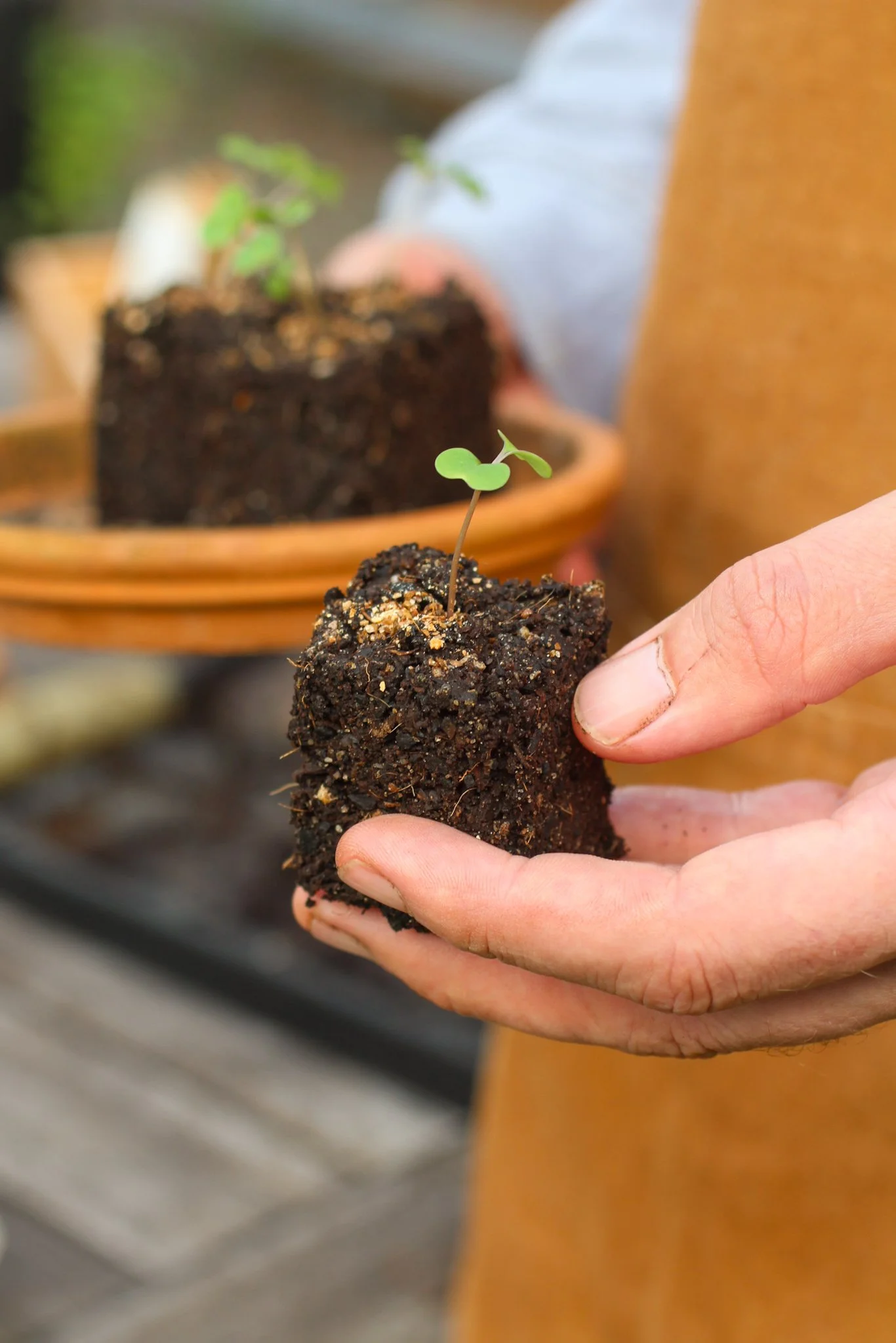 Seedling grown in Mini 5 soil blockers.jpg