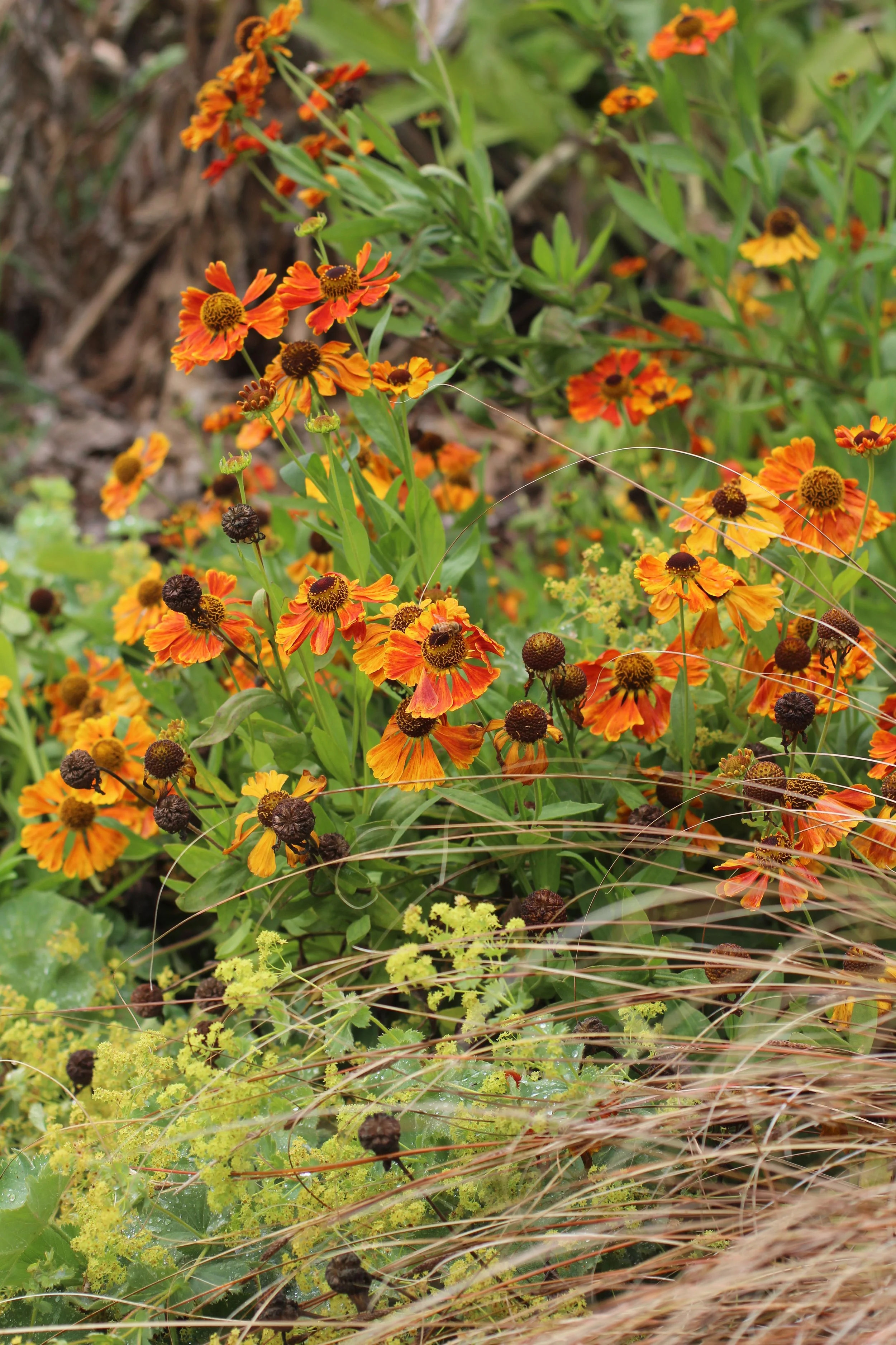 Alchemilla Mollis and Helenium planting combination.JPG