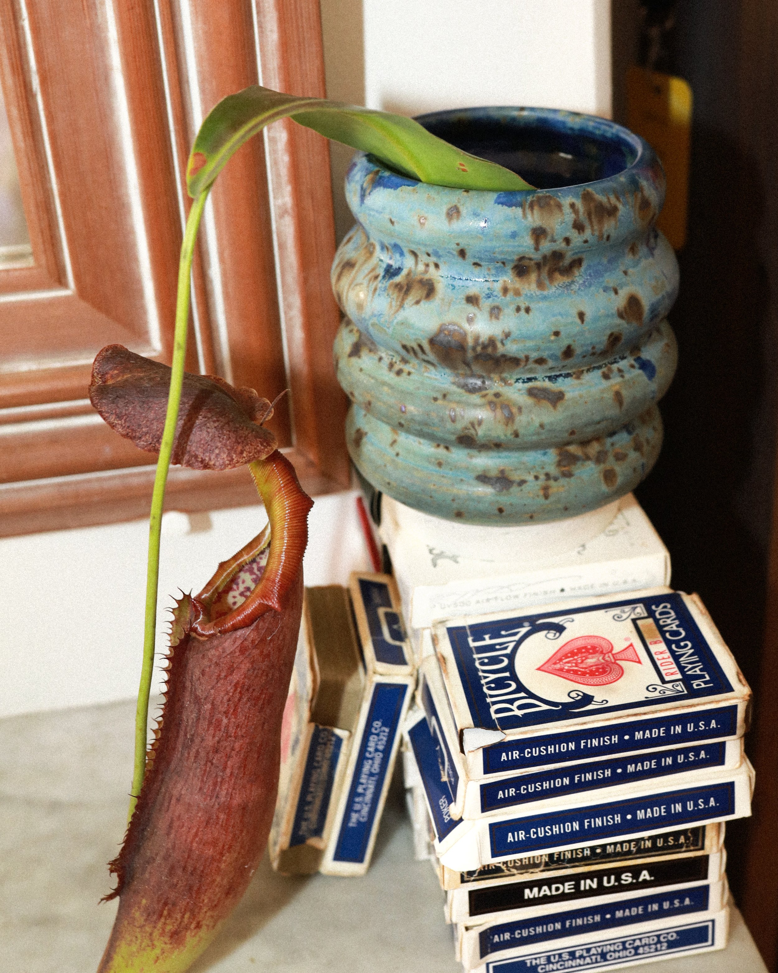 Close-up of a reddish-brown Venus flytrap plant with one leaf extending outward. Behind it, several boxes of bicycle playing cards stacked on top of each other, with blue and white packaging that states 'AIR-CUSHION FINISH' and 'MADE IN U.S.A.'.