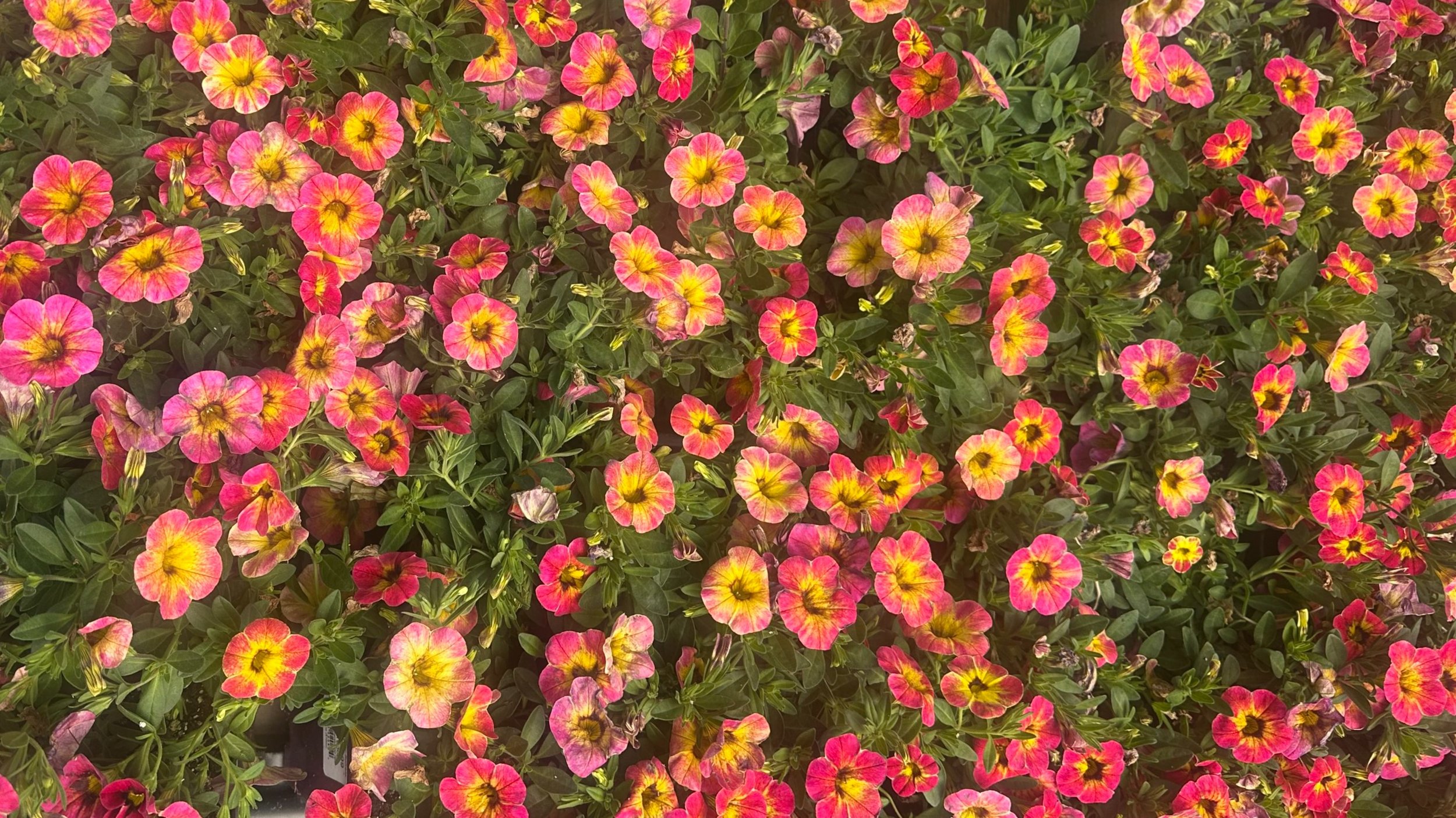 Falling into limbo on purpose: the art of letting go 