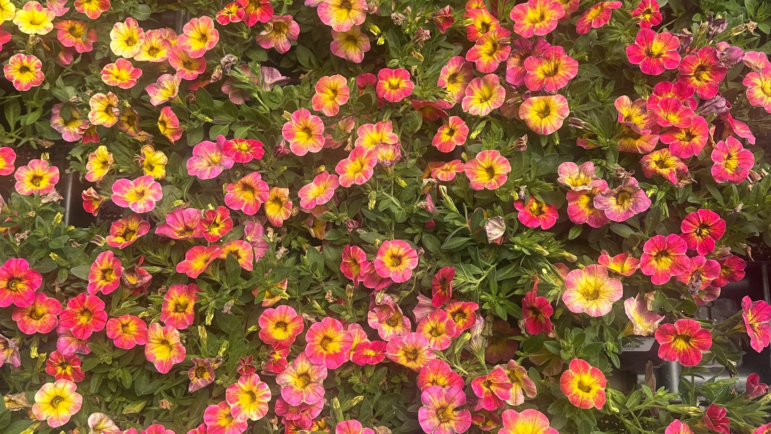 commitment to the craft: will you love it enough when it doesn’t love you???