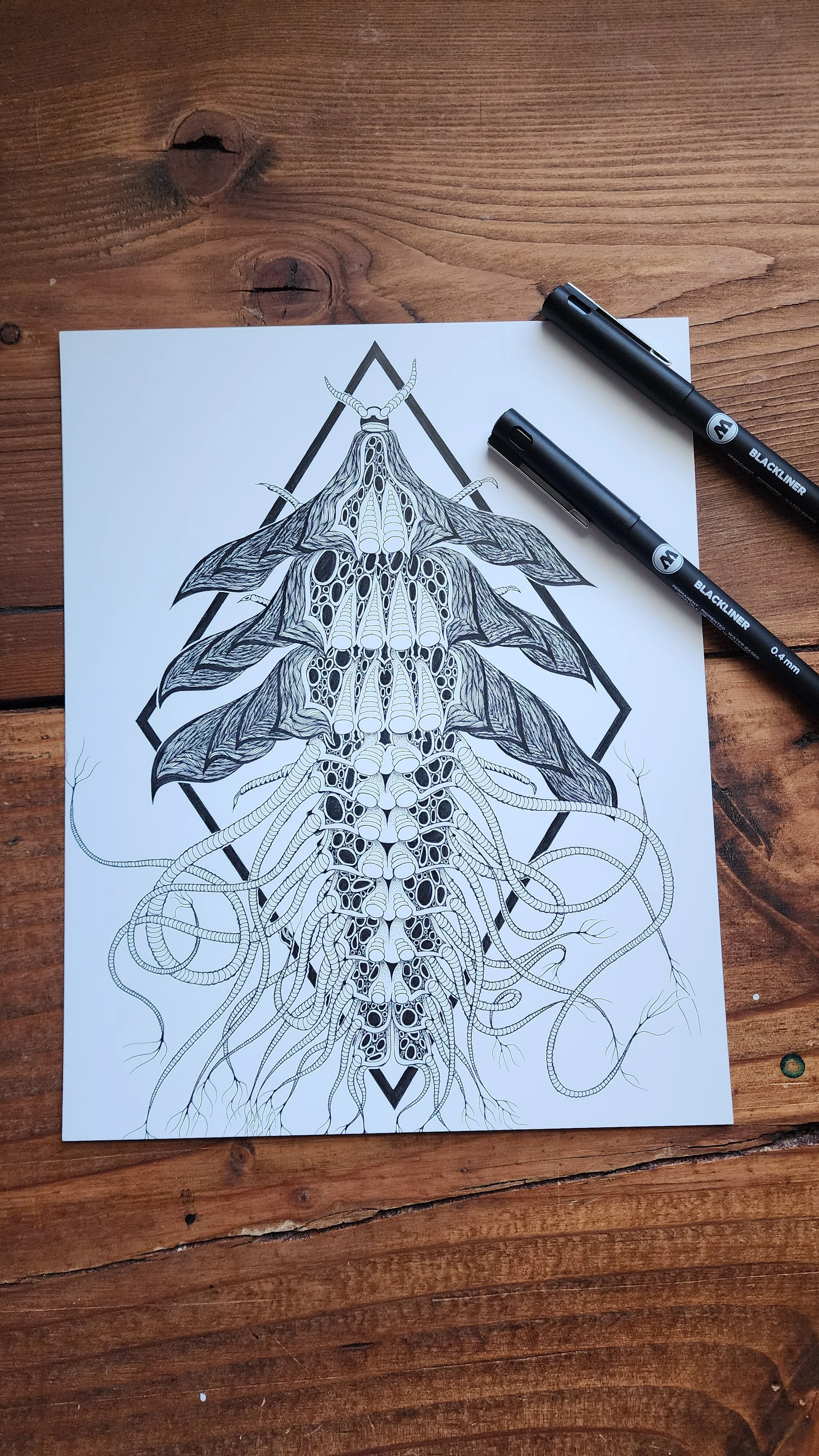 "Trilobite Beetle" signed 8.5 inch by 11 inch print