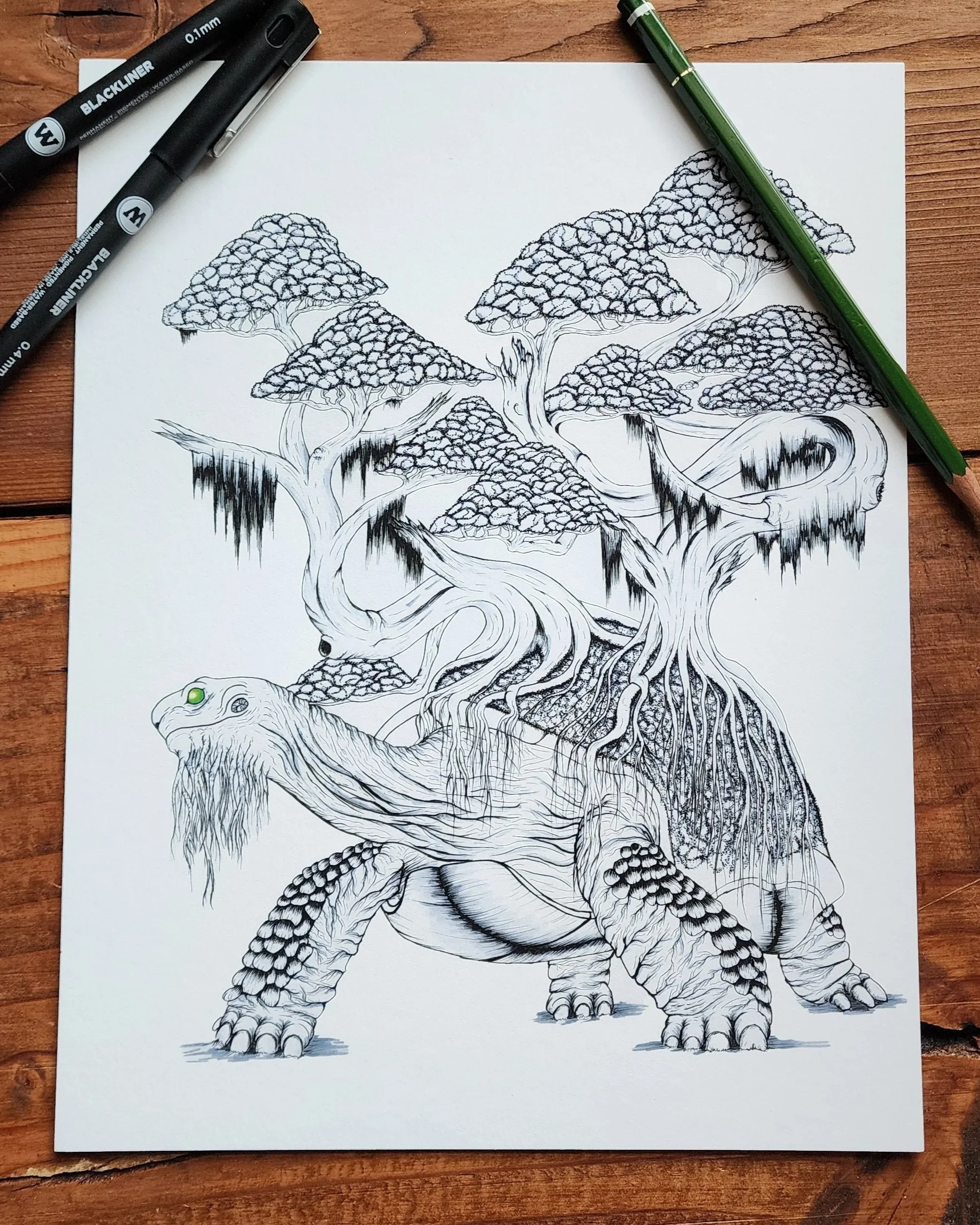 "Forest Tortoise" signed print