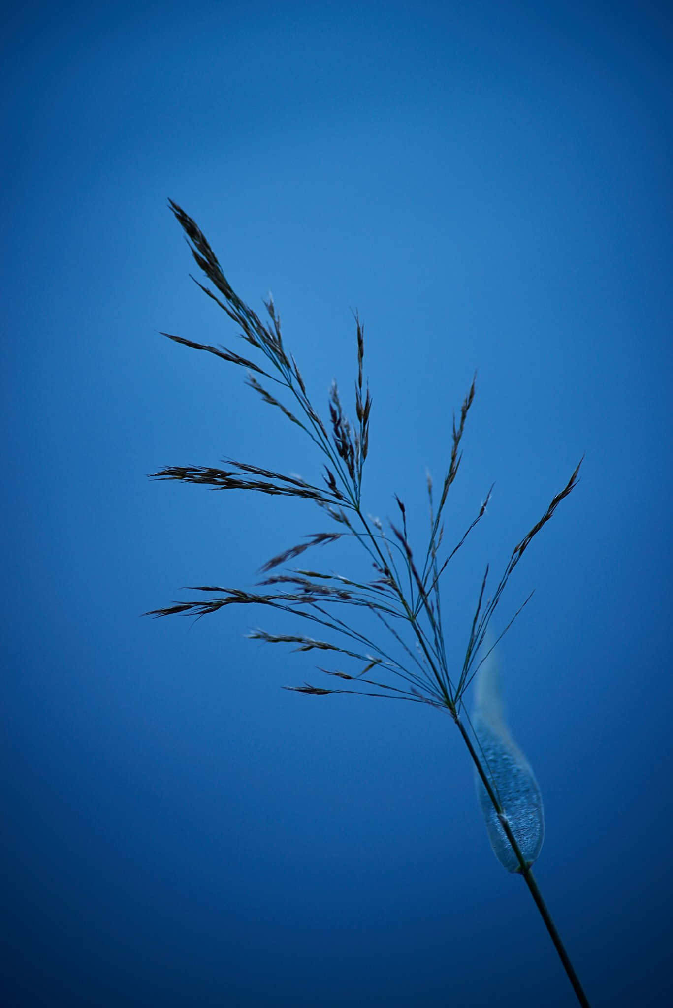 SEMD584 - SEM_2038 - Ratio 2x3.jpg